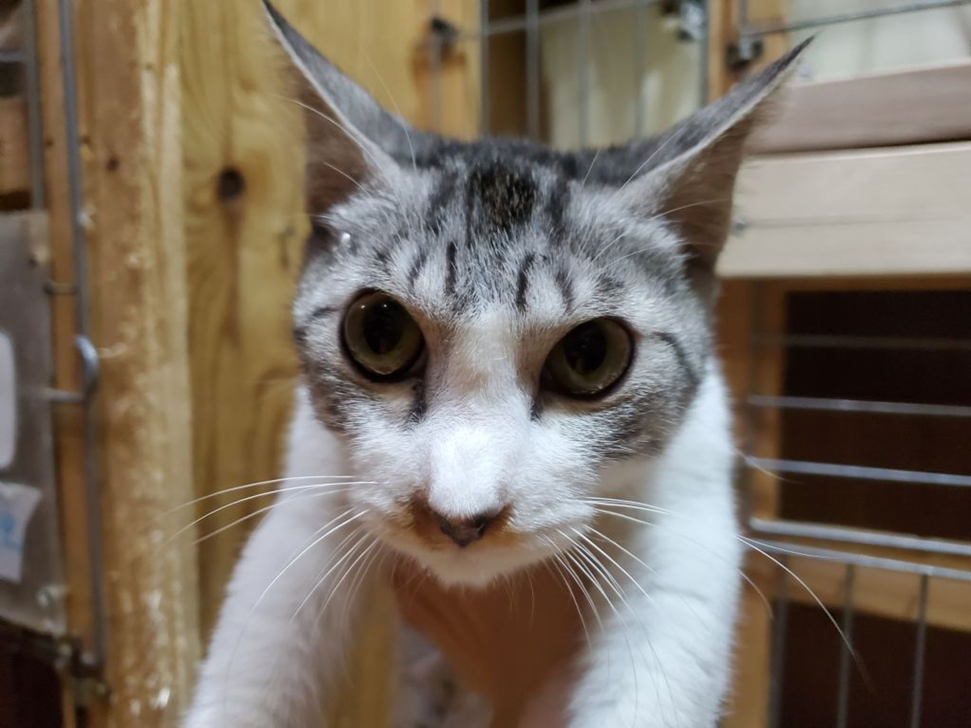 雑種（ミックス猫）・オスの里親募集の写真