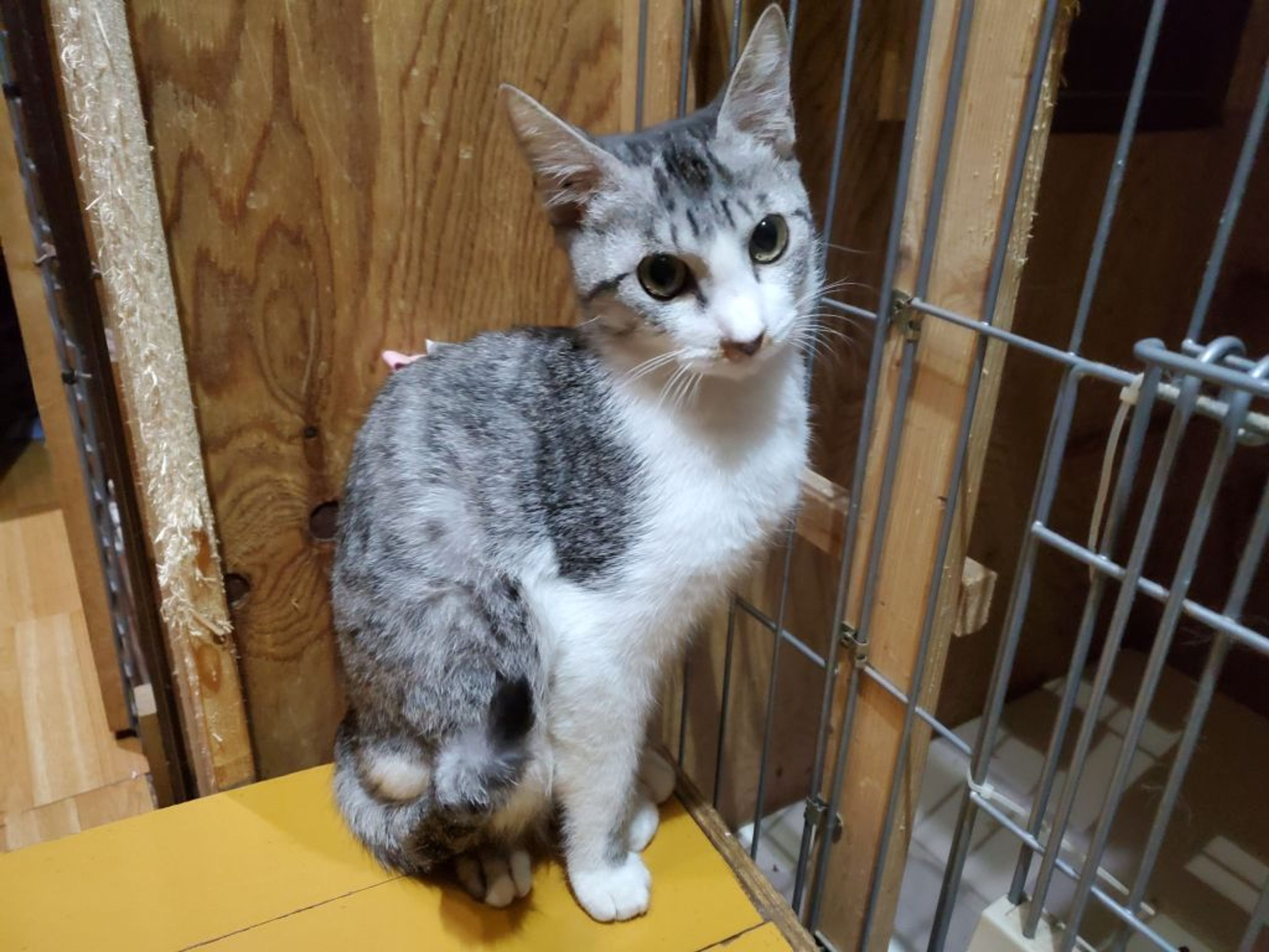 pet-image-2