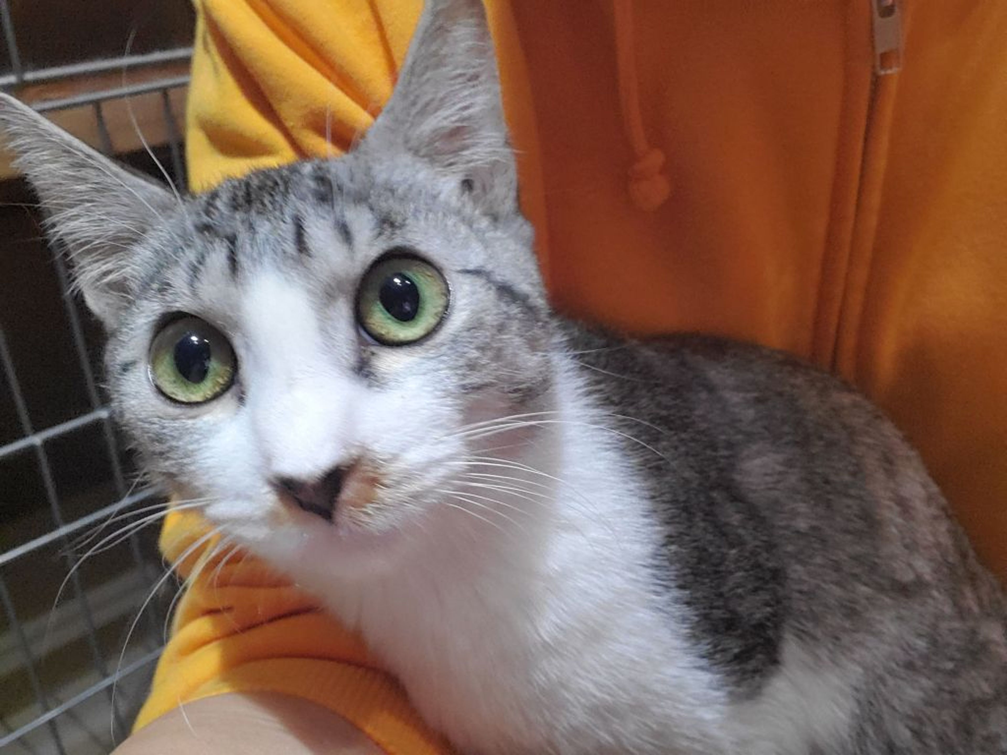 pet-image-3