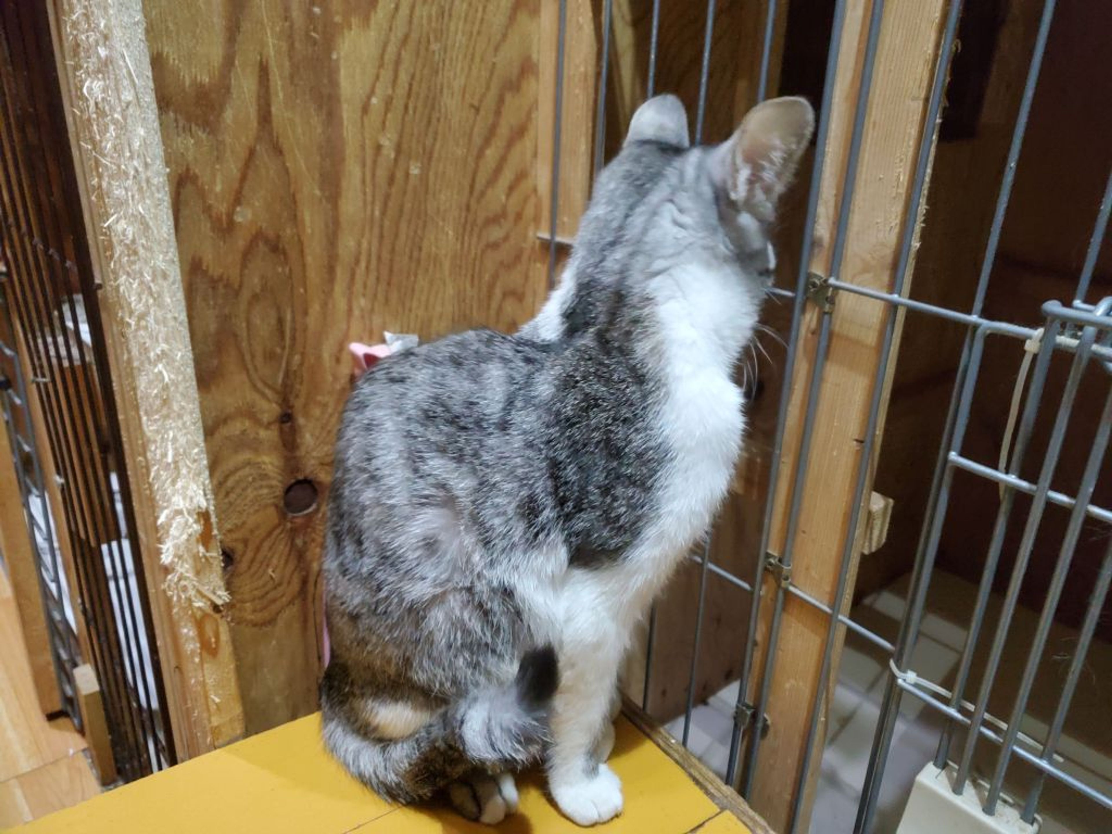 pet-image-4