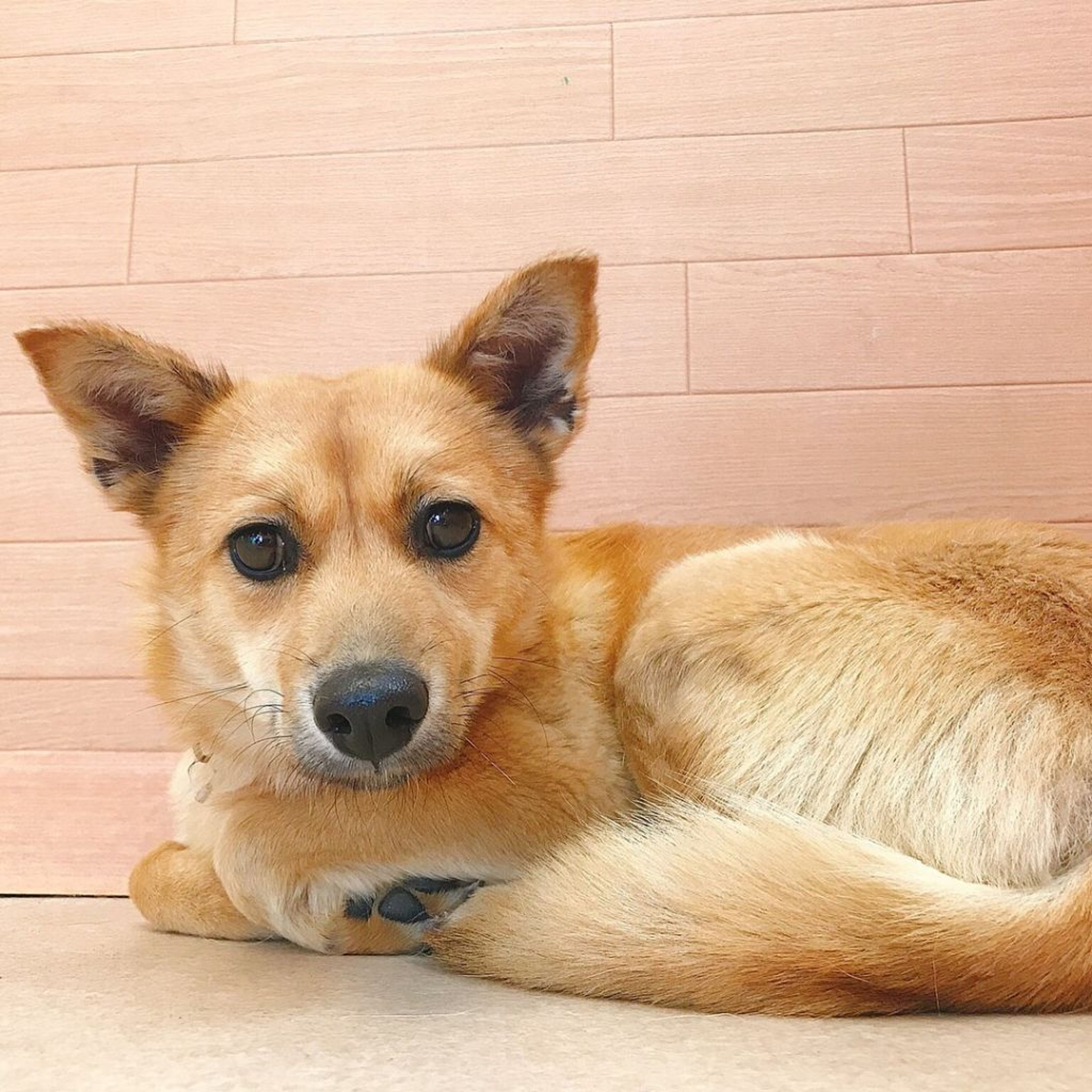 雑種（ミックス犬）・メスの里親募集の写真