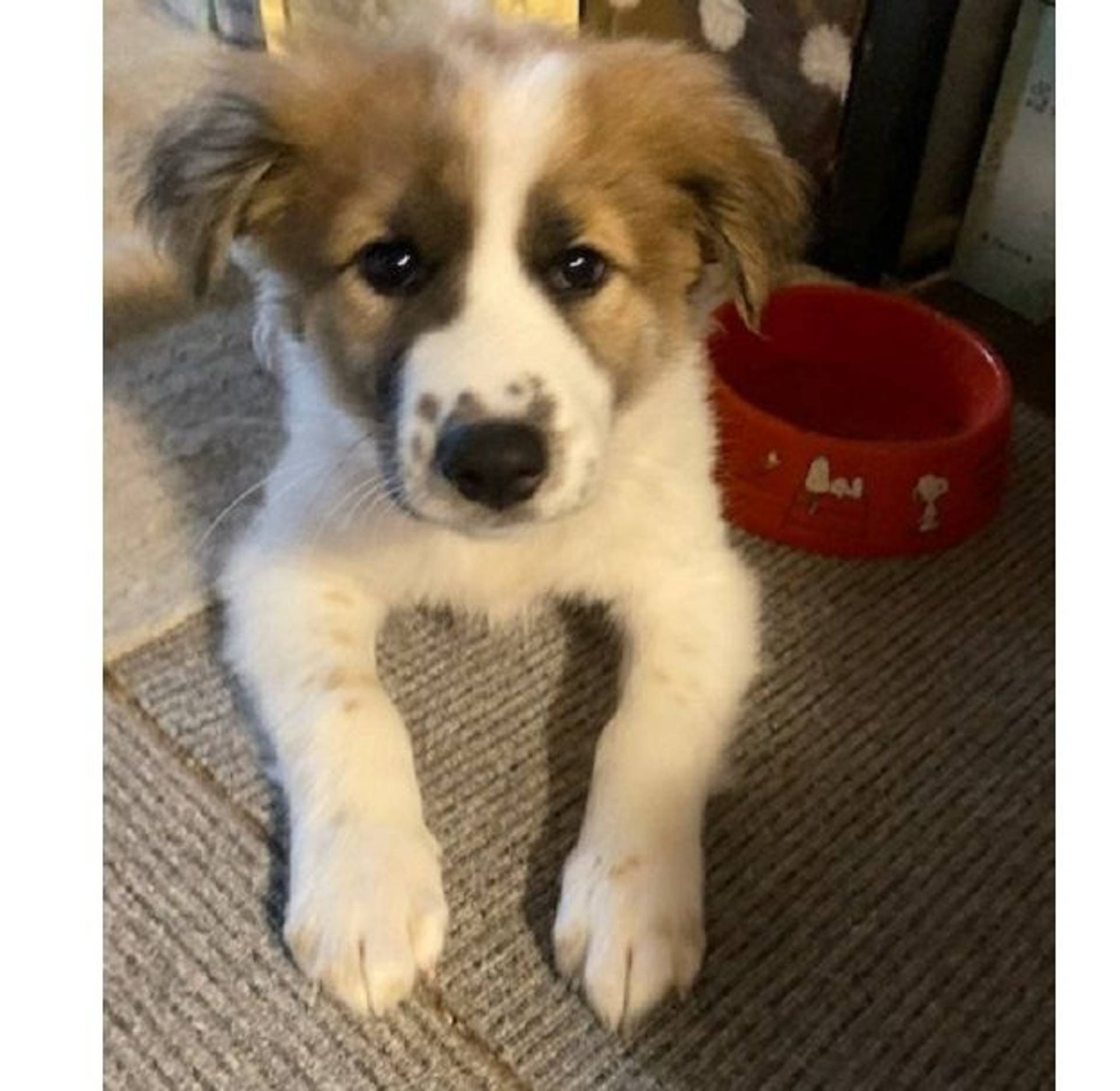 雑種（ミックス犬）・オスの里親募集の写真