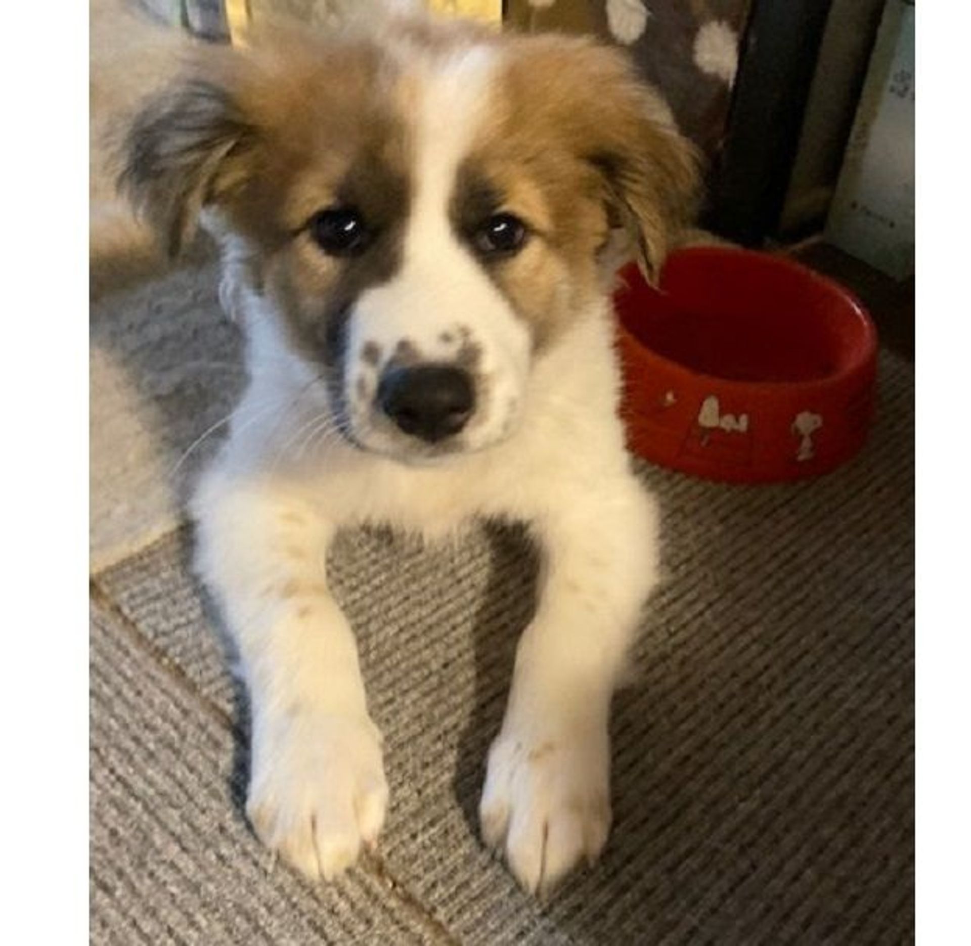 雑種（ミックス犬）・オスの里親募集の写真