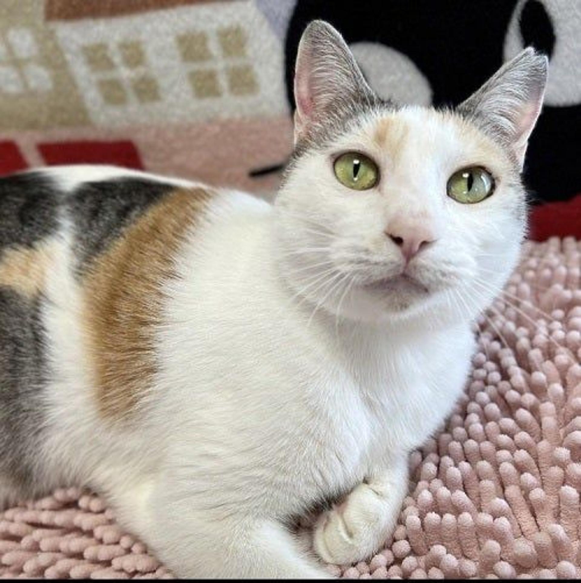 pet-image-2