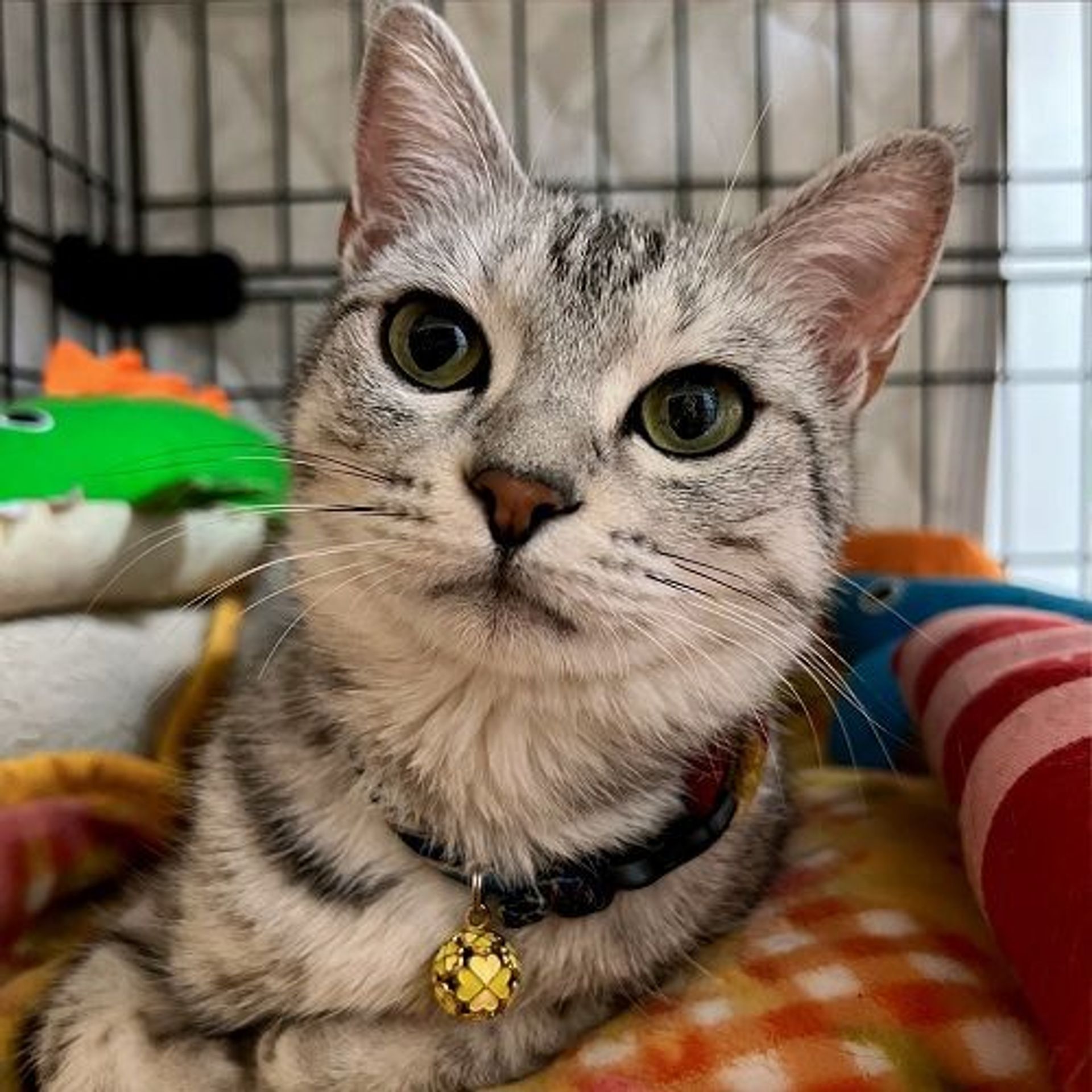 雑種（ミックス猫）・メスの里親募集の写真