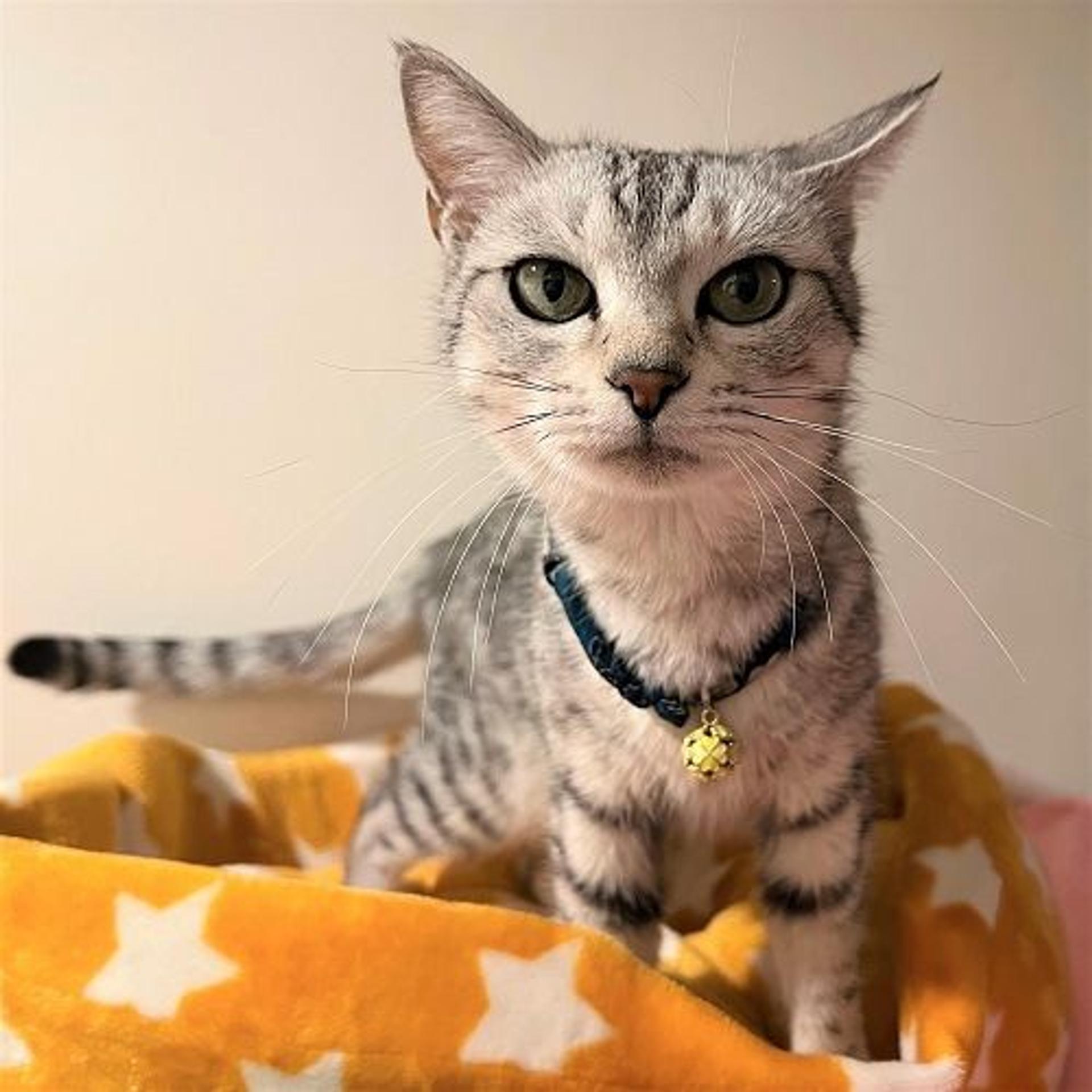 pet-image-2