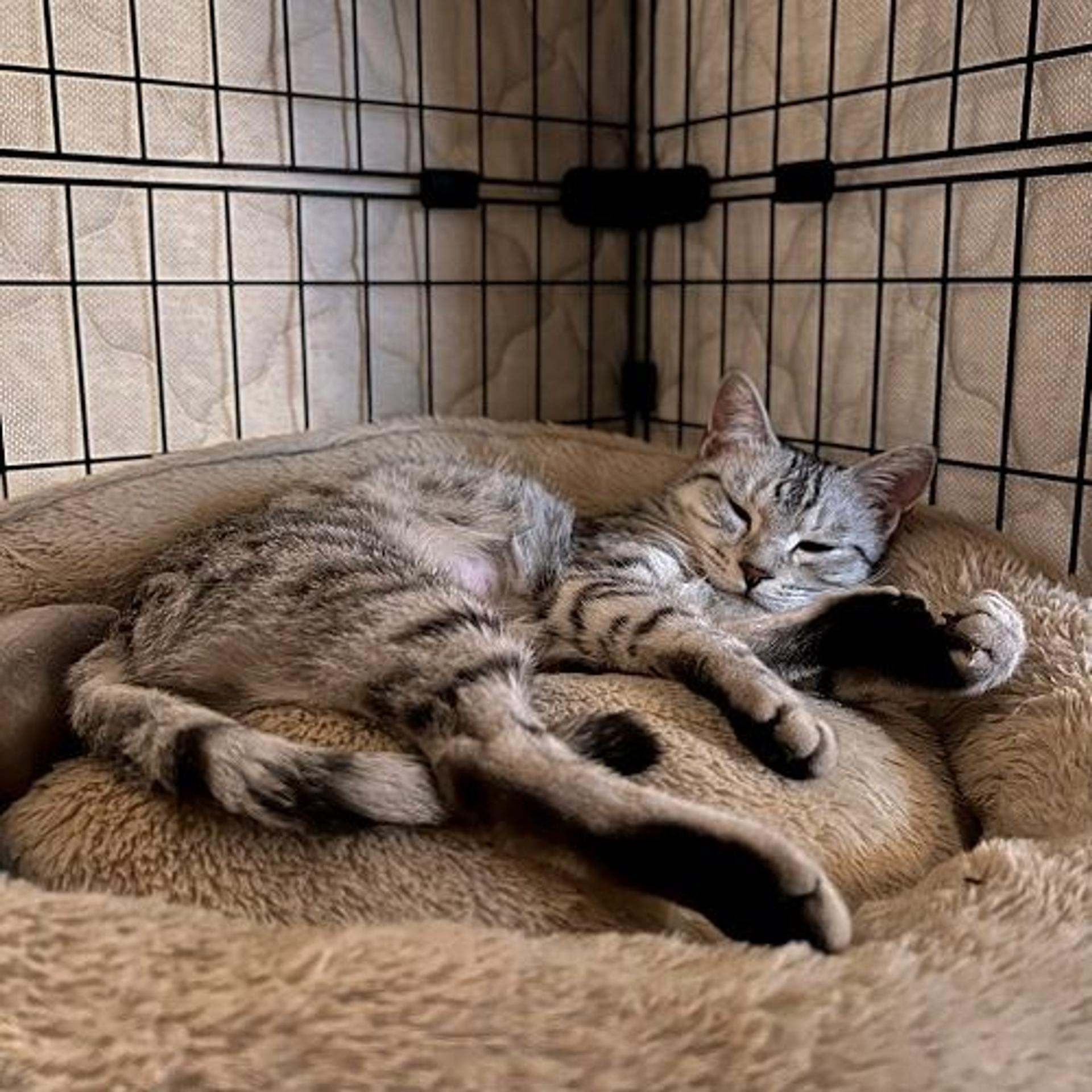 pet-image-3