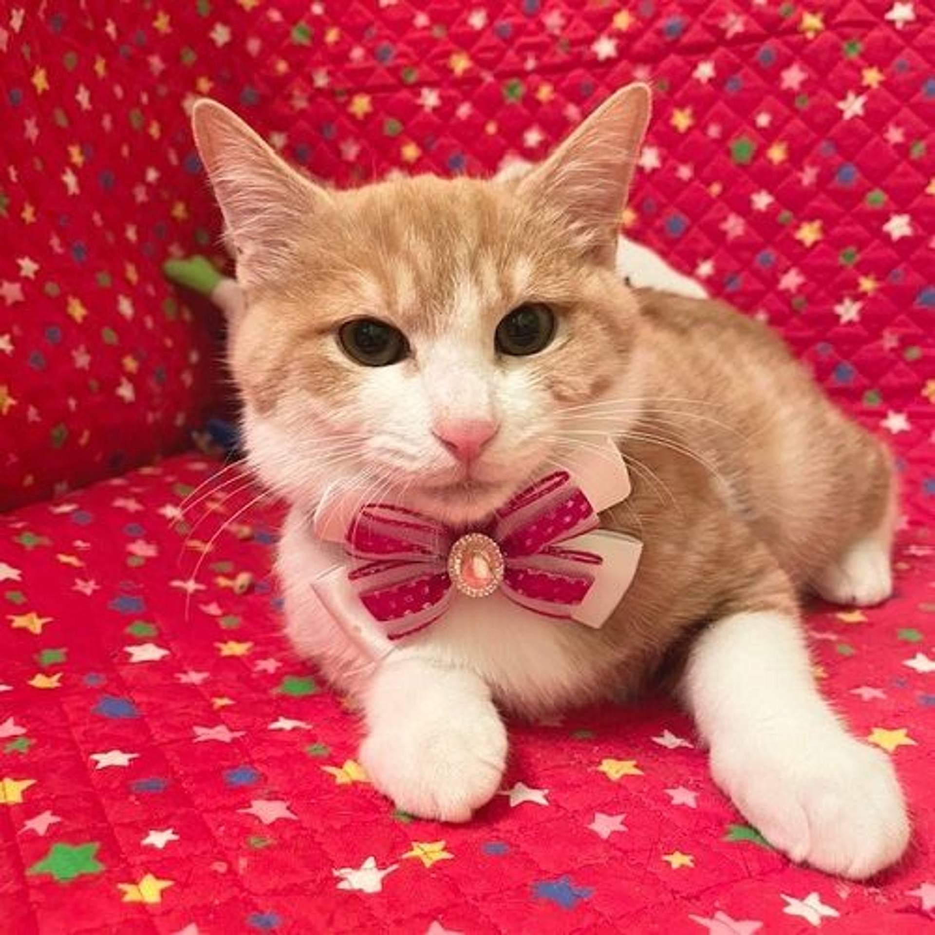 雑種（ミックス猫）・オスの里親募集の写真