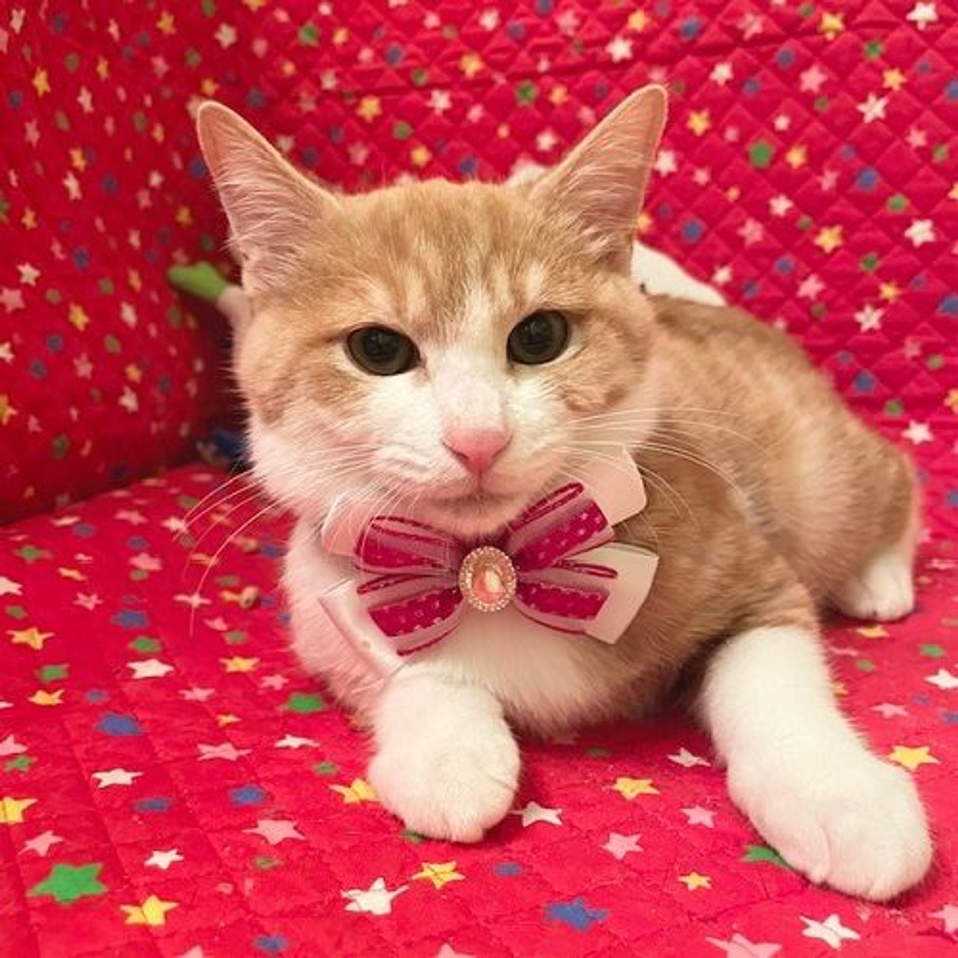 雑種（ミックス猫）・オスの里親募集の写真
