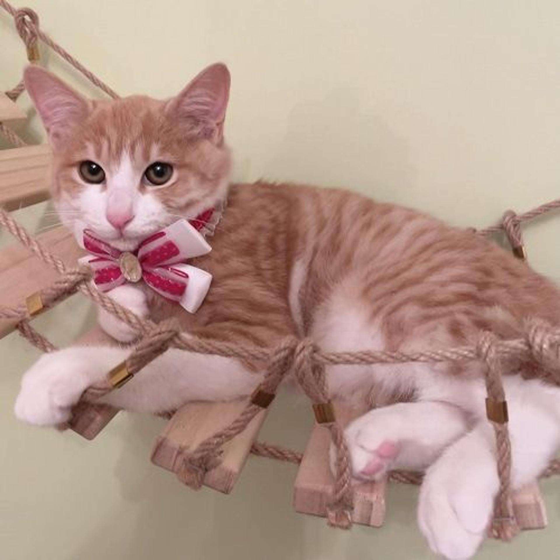 pet-image-3