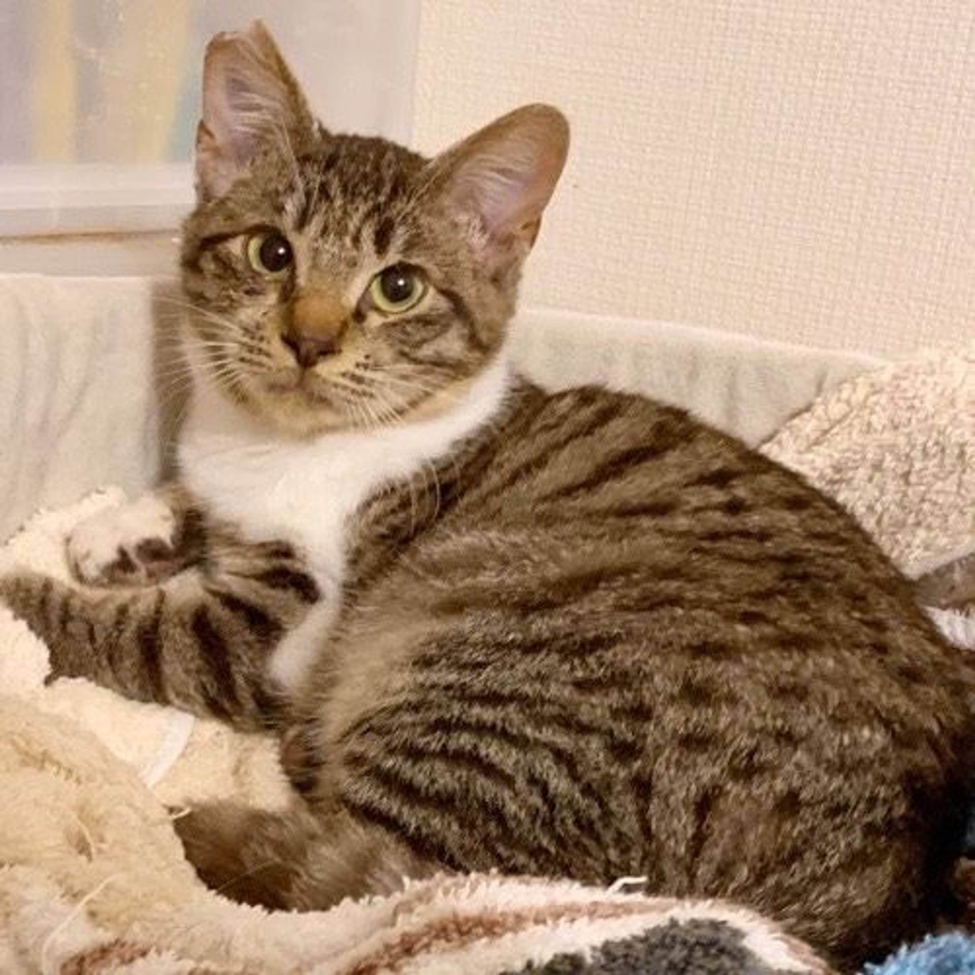 雑種（ミックス猫）・オスの里親募集の写真
