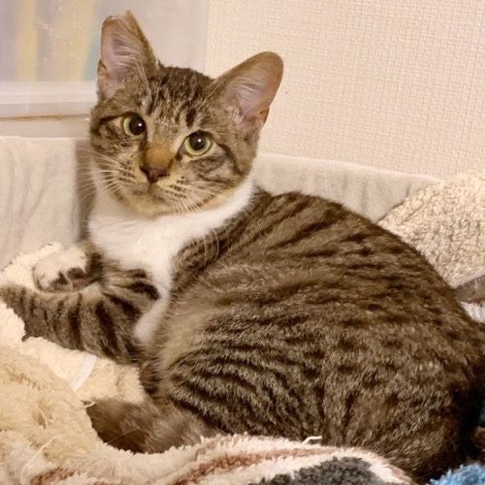 雑種（ミックス猫）・オスの里親募集の写真