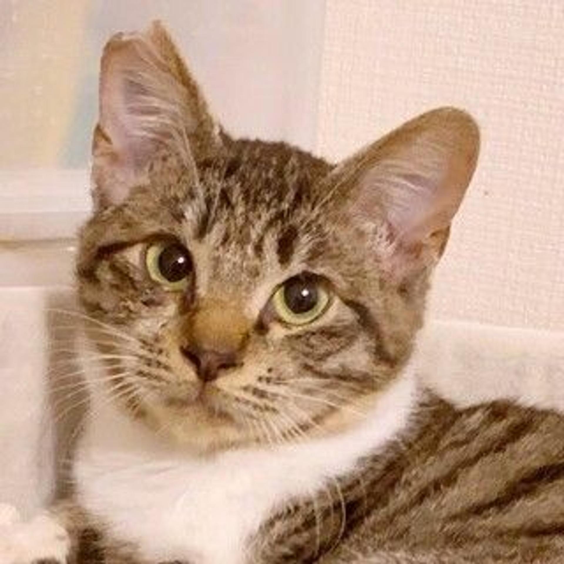 pet-image-2