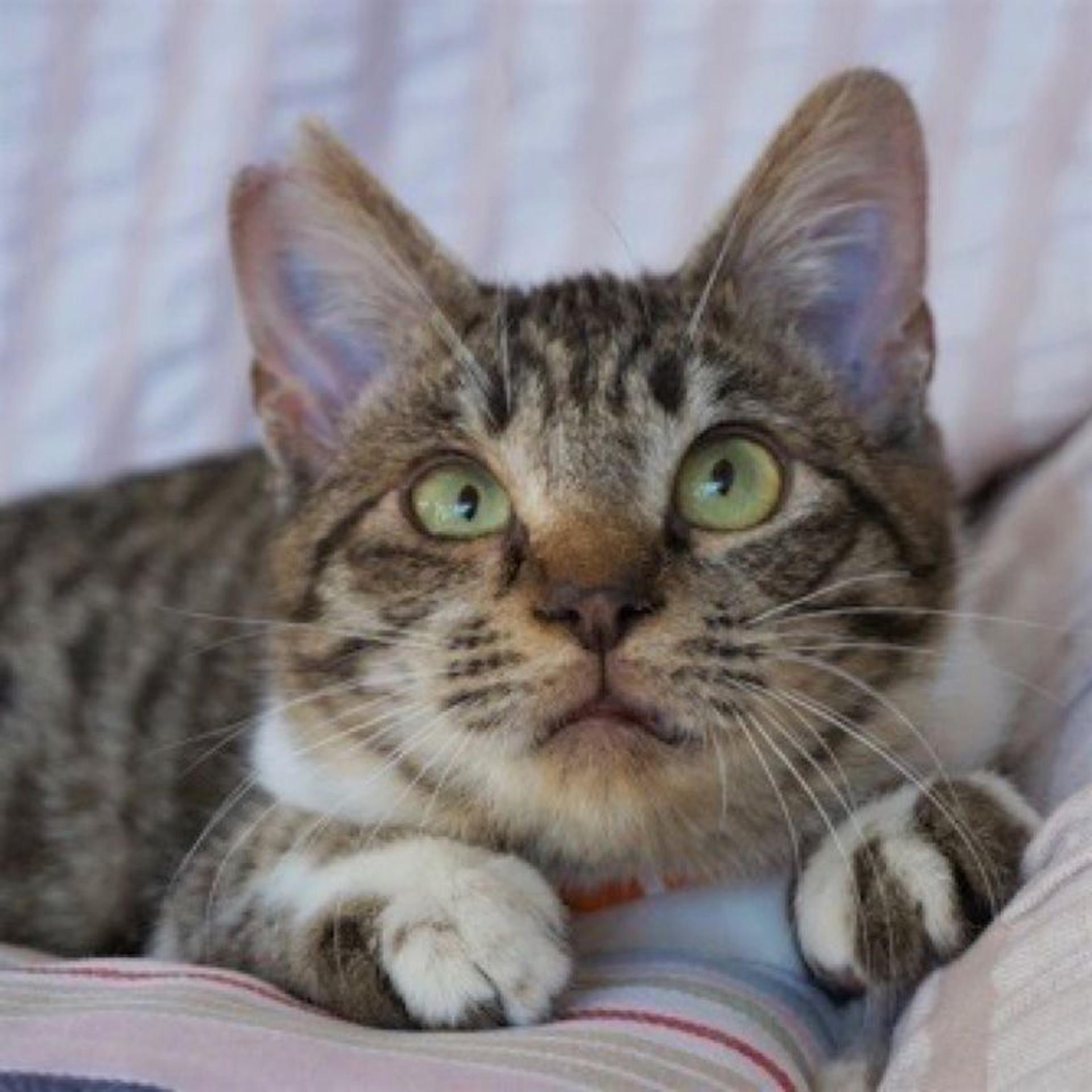 pet-image-3