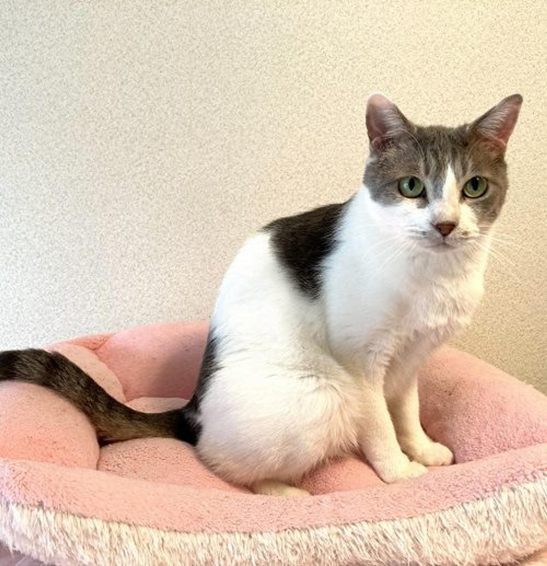 pet-image-3