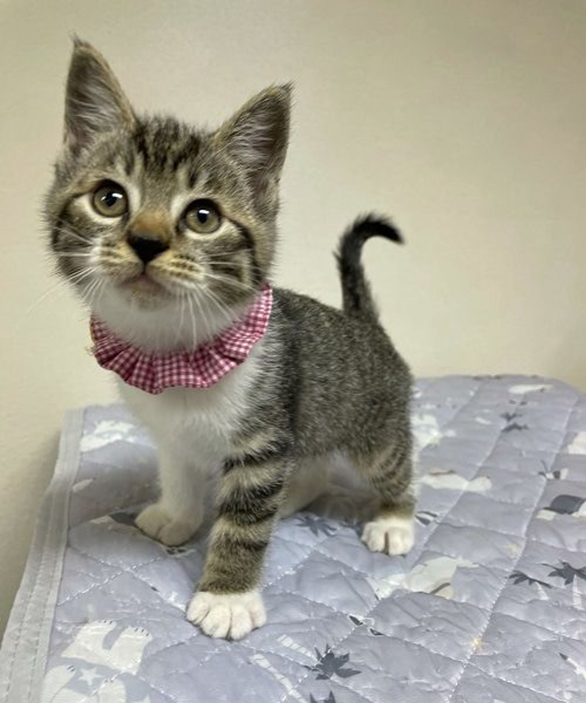 雑種（ミックス猫）・メスの里親募集の写真