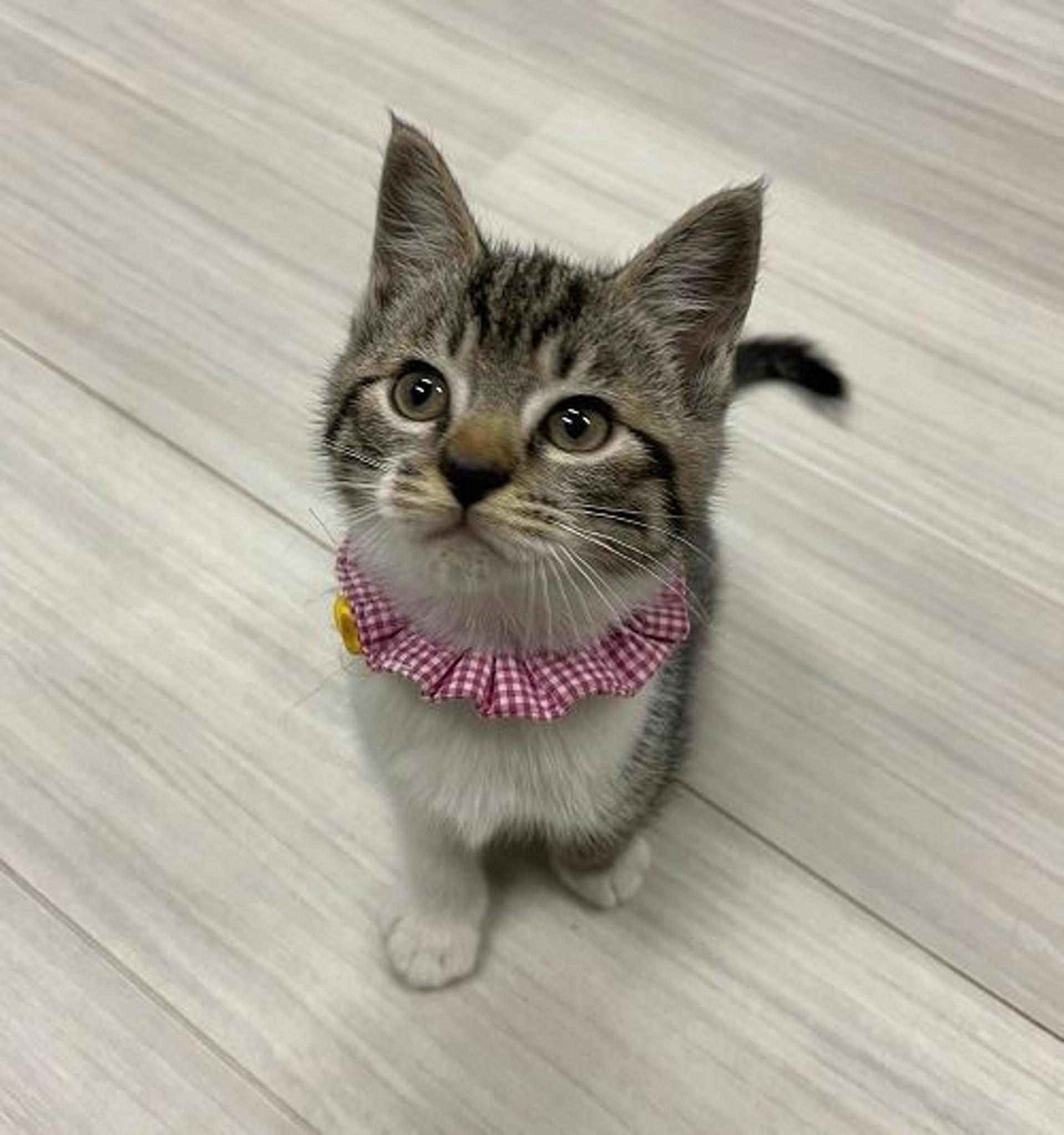pet-image-2