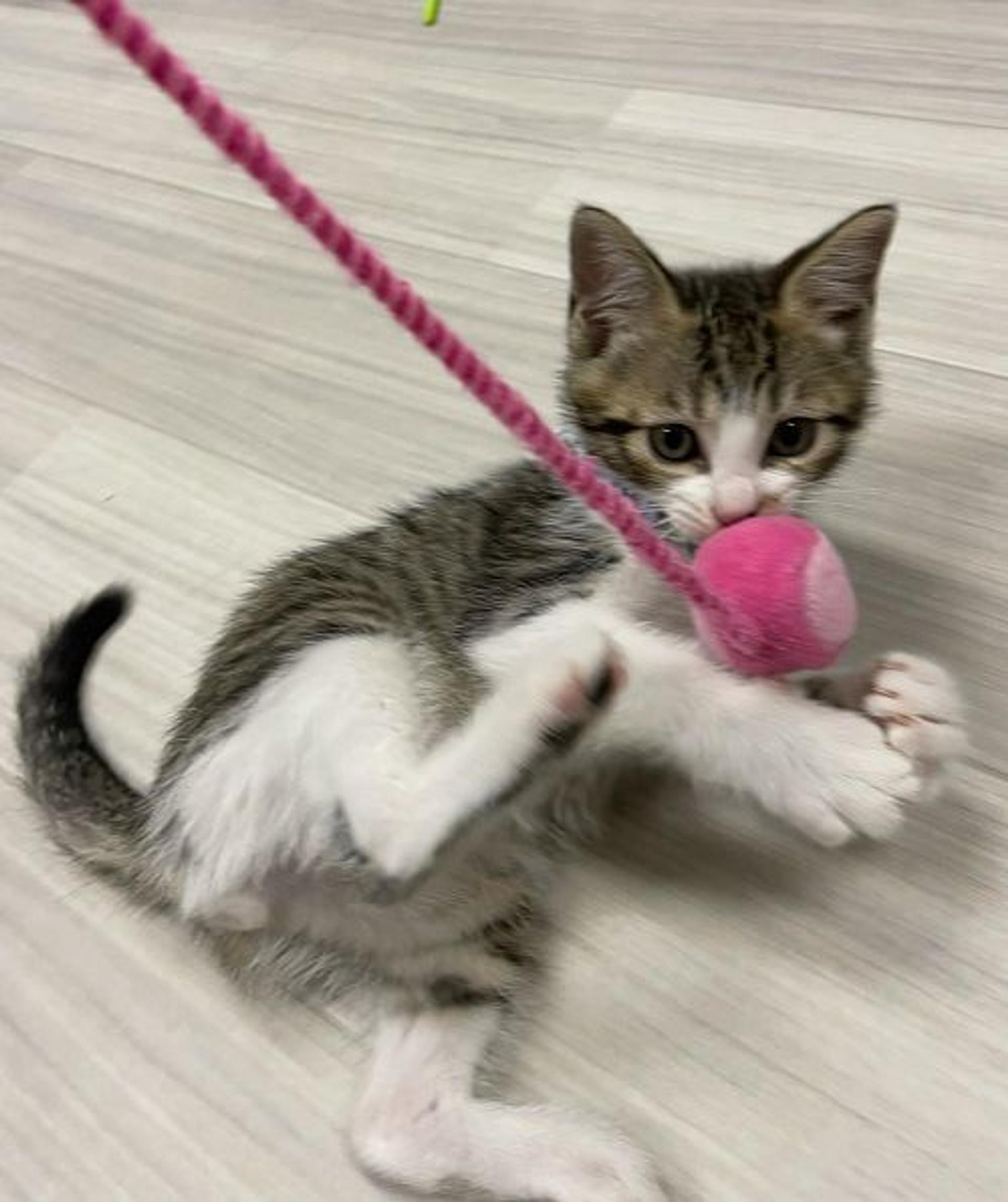 pet-image-3