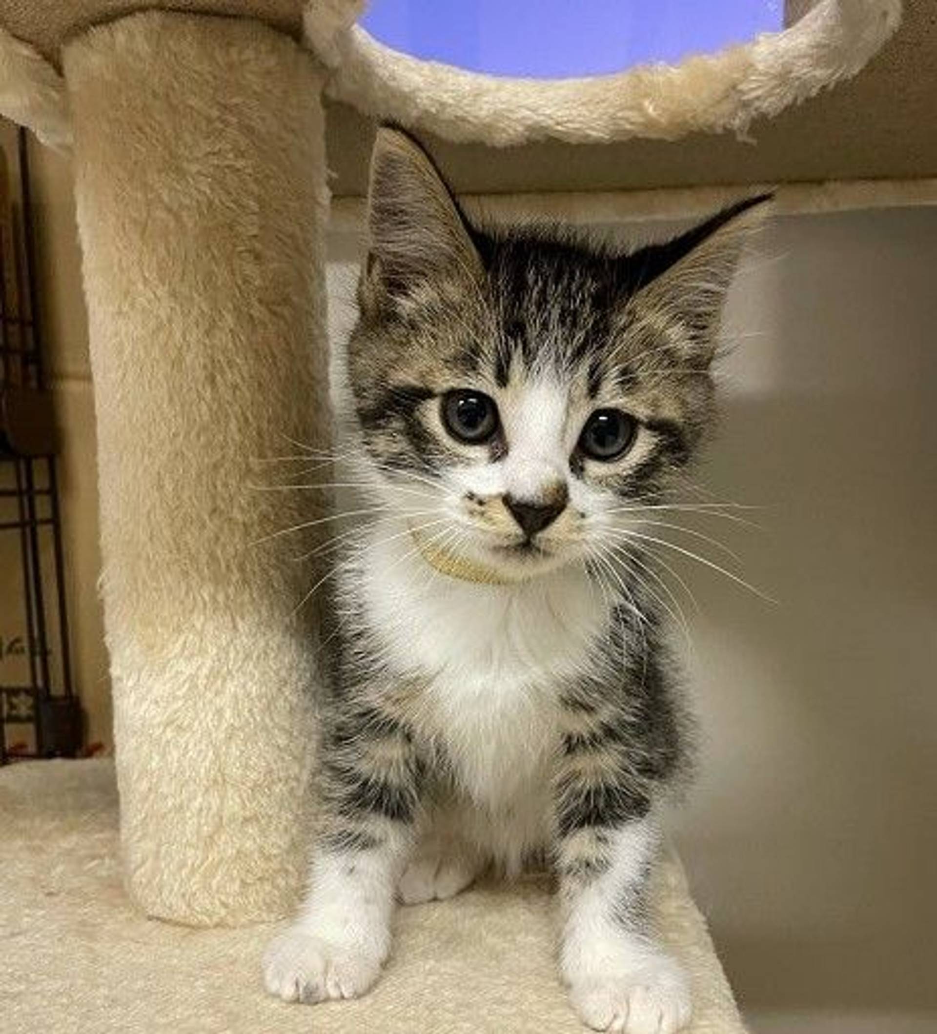 雑種（ミックス猫）・メスの里親募集の写真