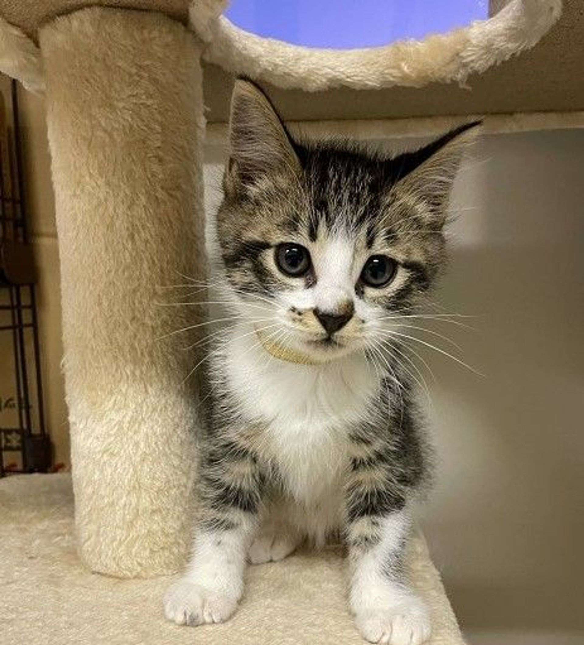 雑種（ミックス猫）・メスの里親募集の写真