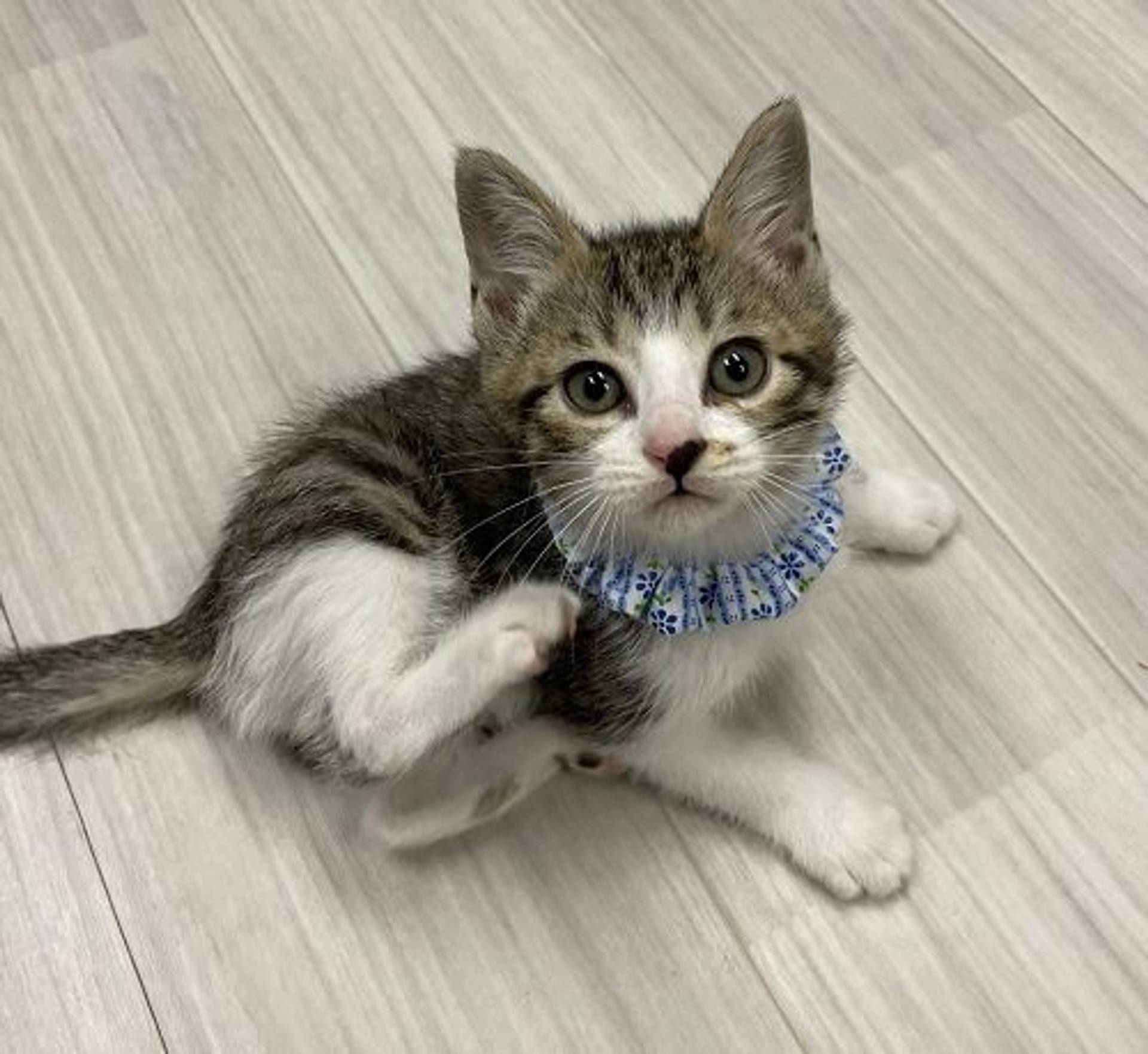 雑種（ミックス猫）・オスの里親募集の写真