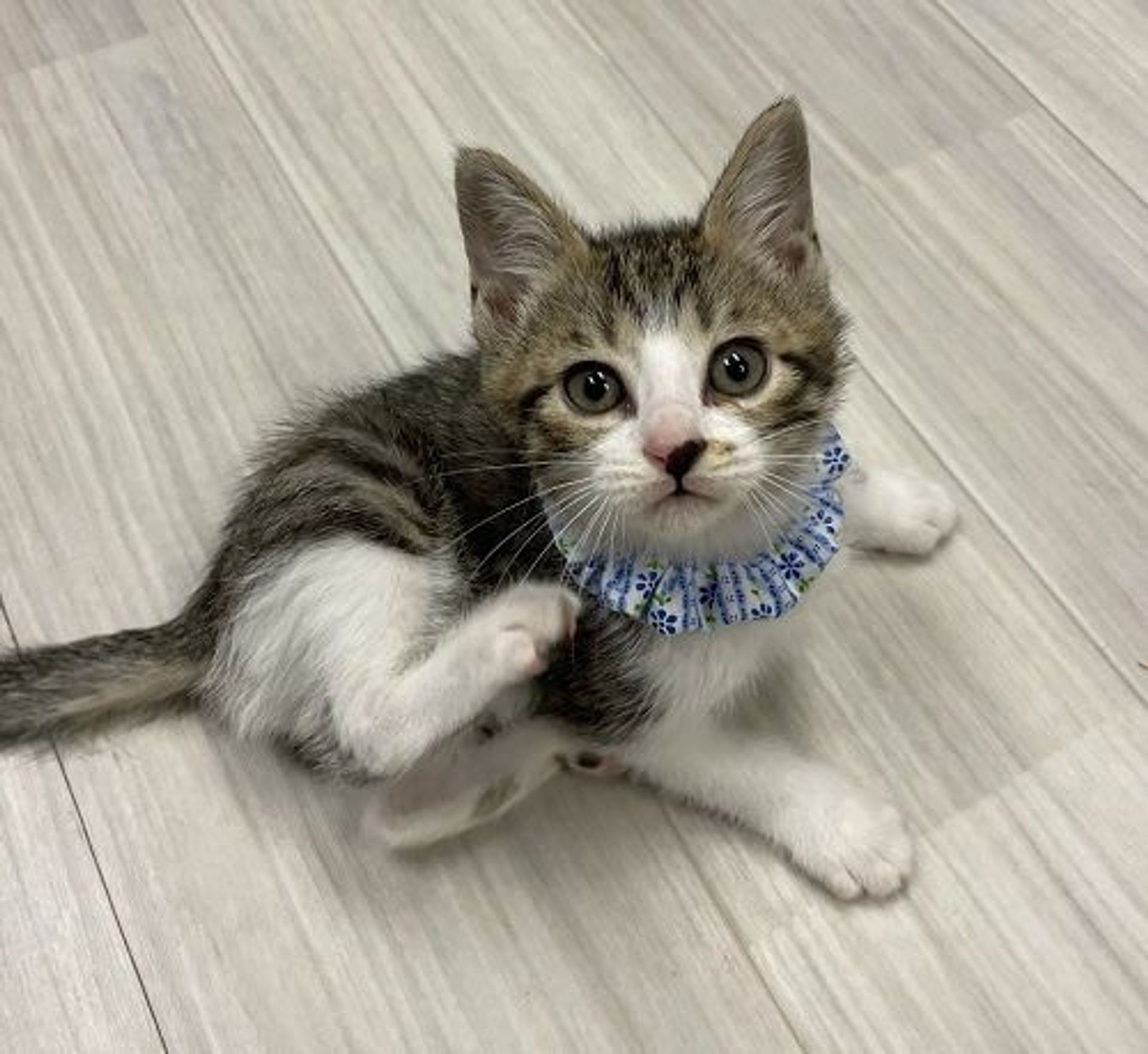 雑種（ミックス猫）・オスの里親募集の写真