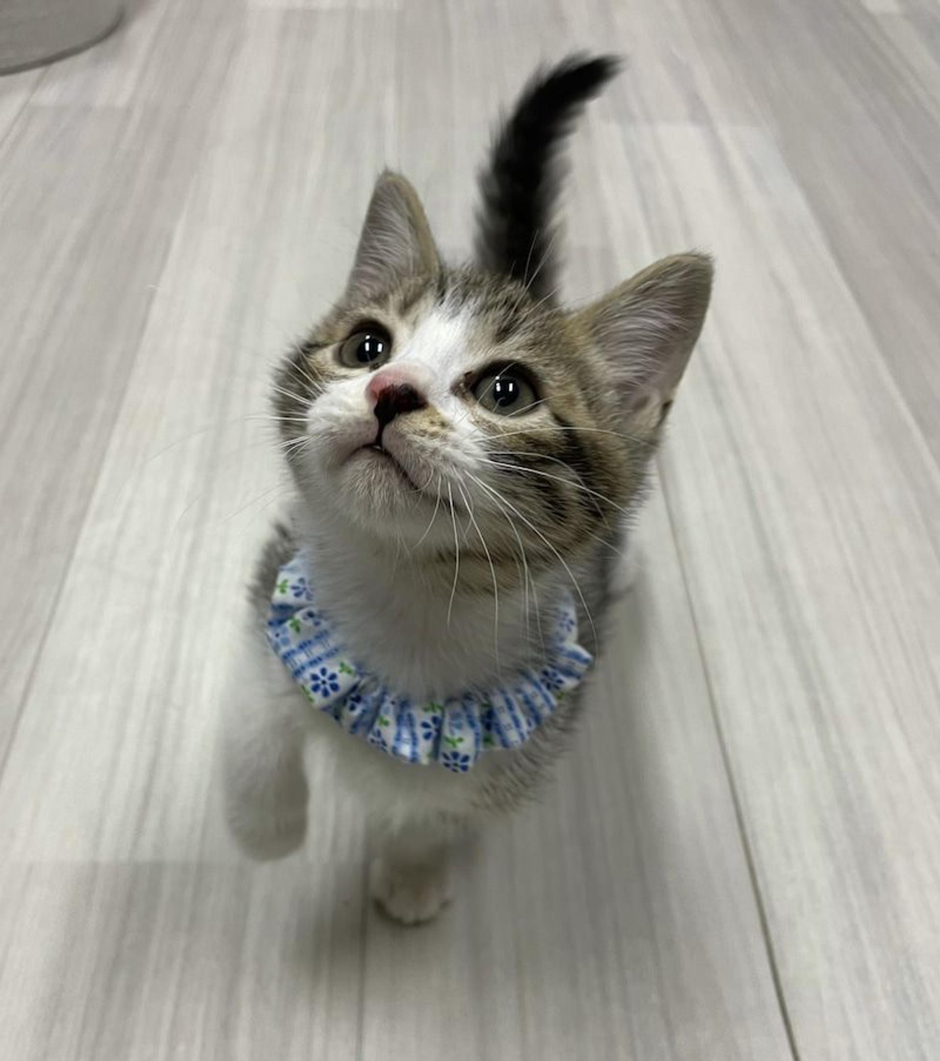 pet-image-2