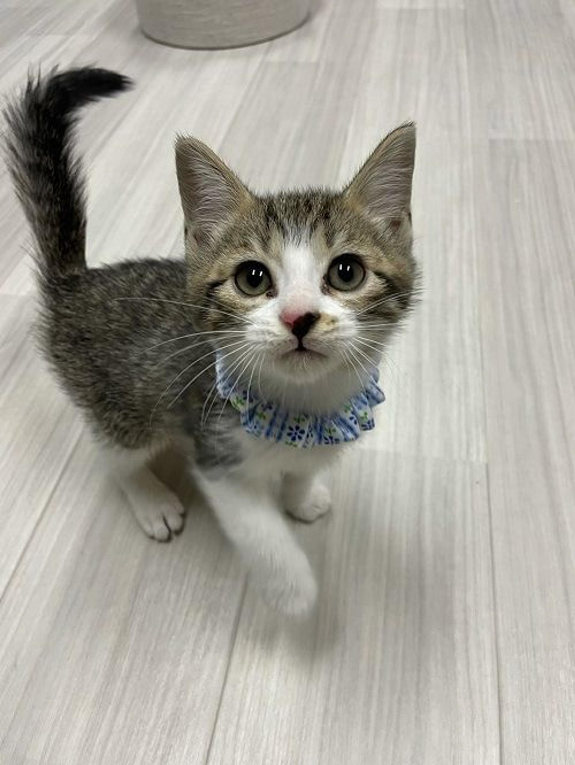 pet-image-3