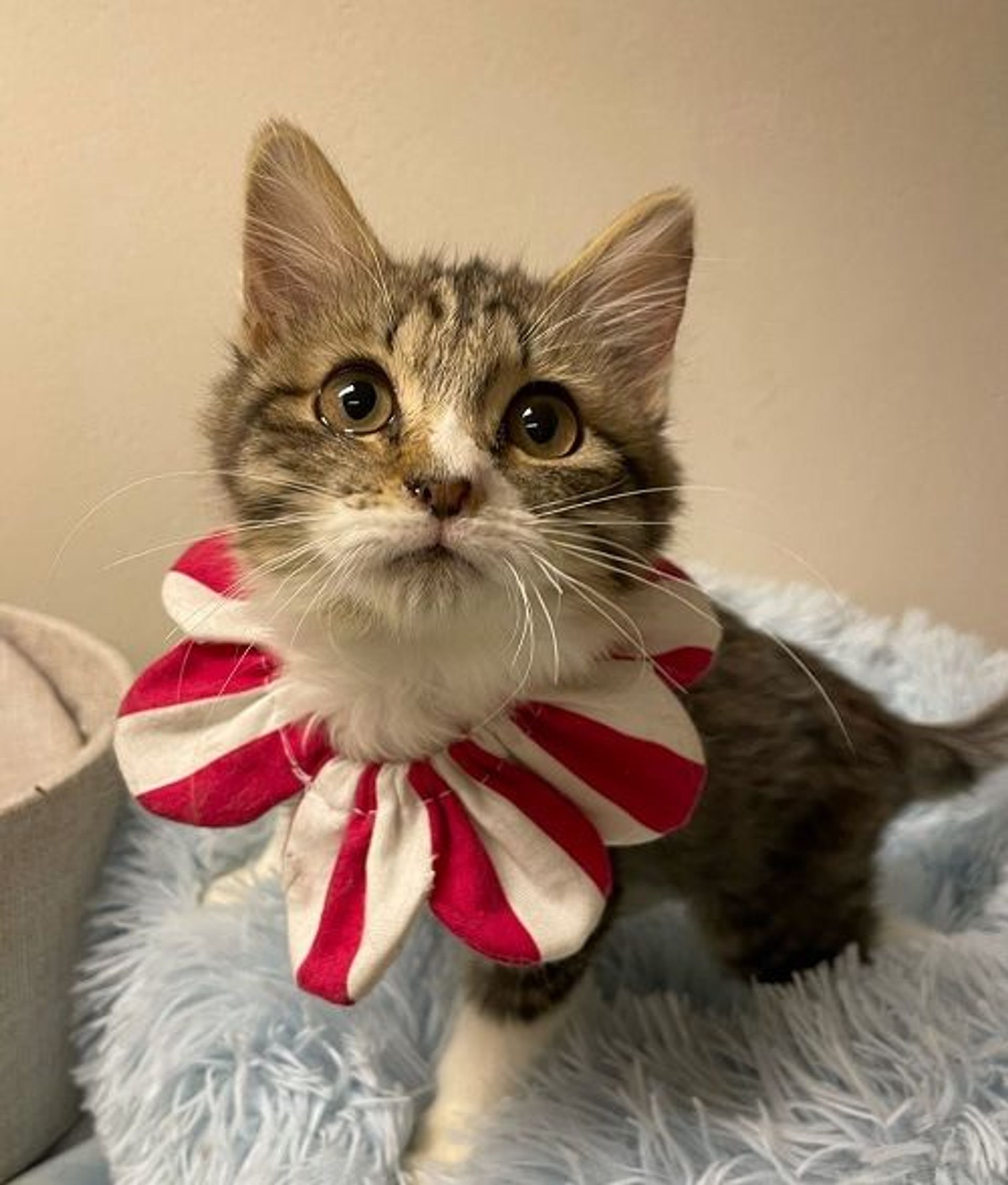 雑種（ミックス猫）・メスの里親募集の写真