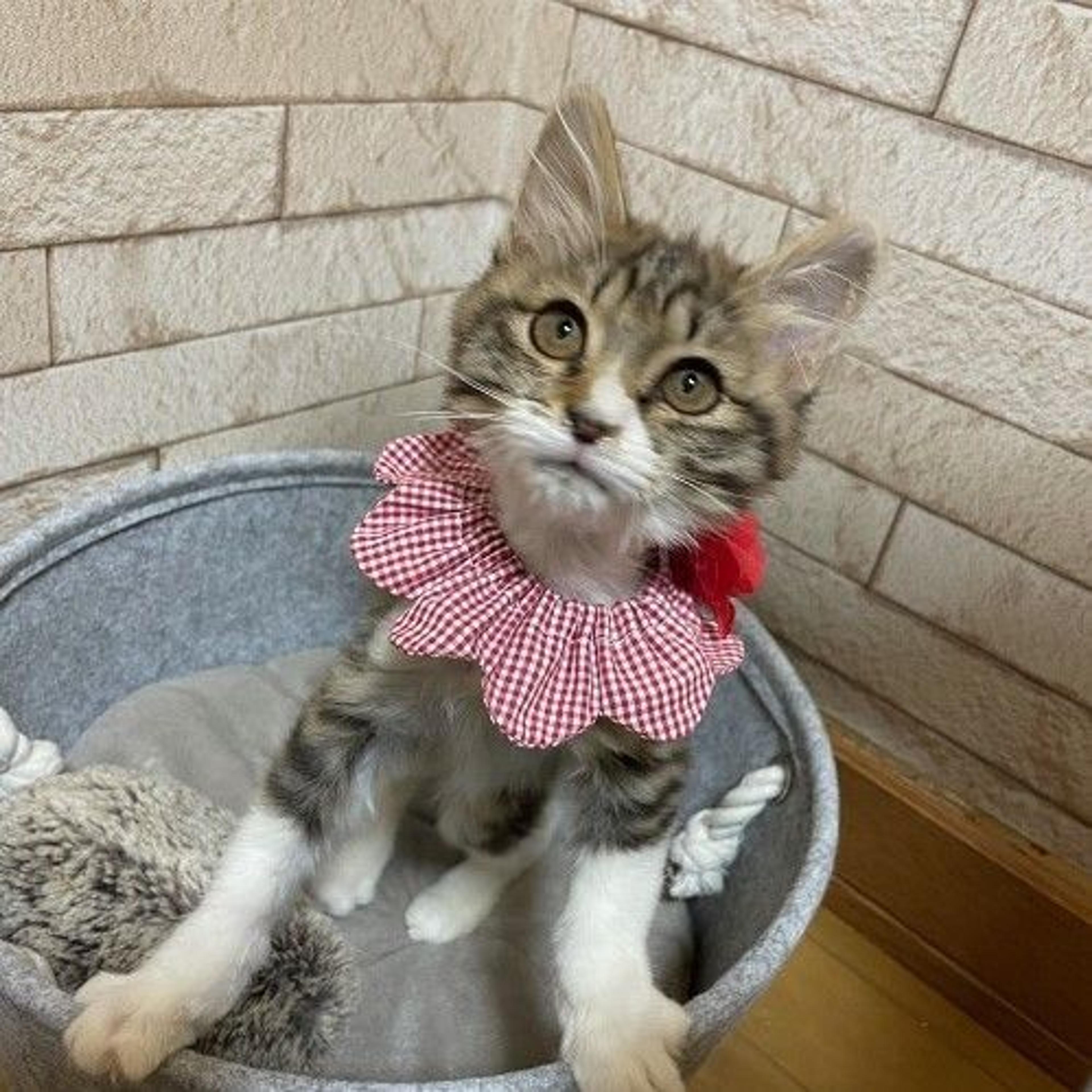 pet-image-4