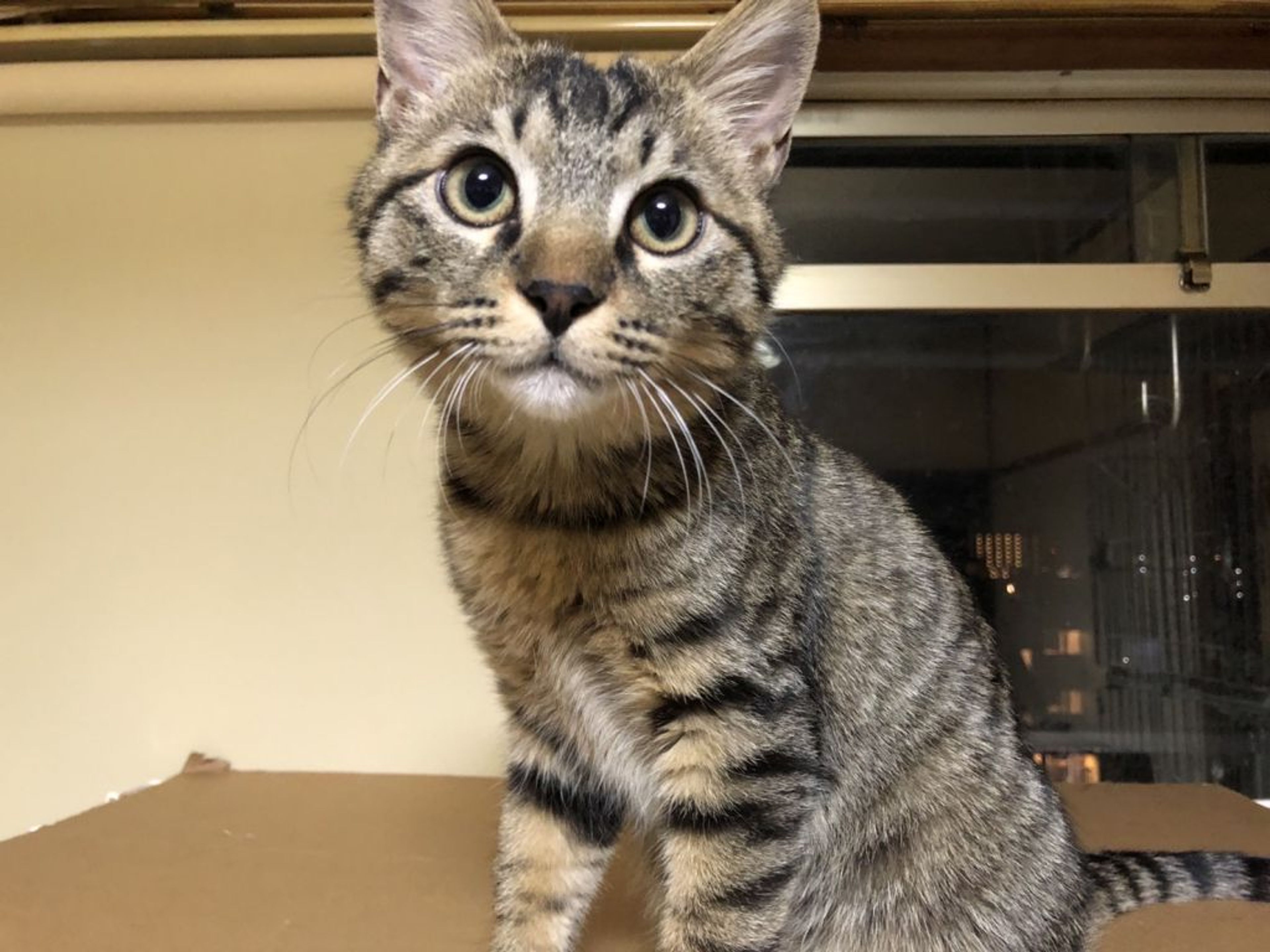 雑種（ミックス猫）・オスの里親募集の写真