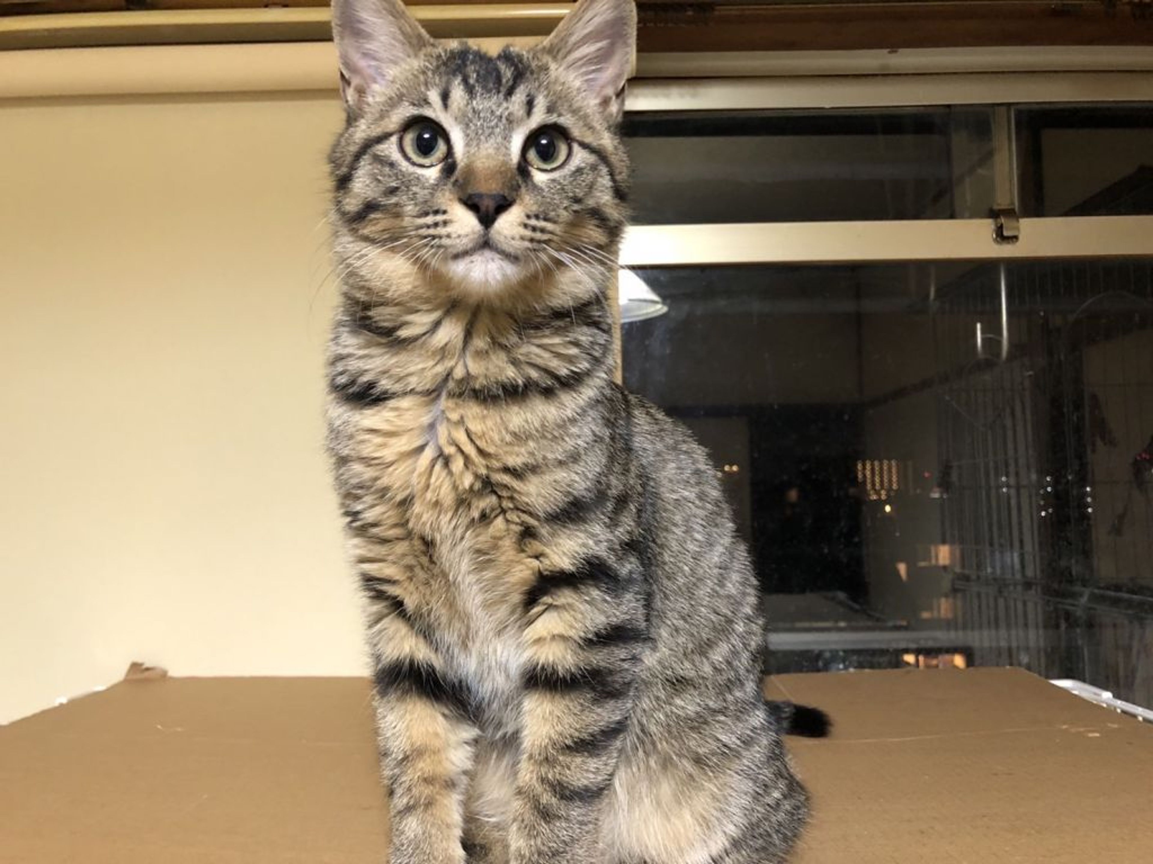 pet-image-2