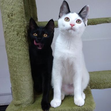 フラン&チロルの写真