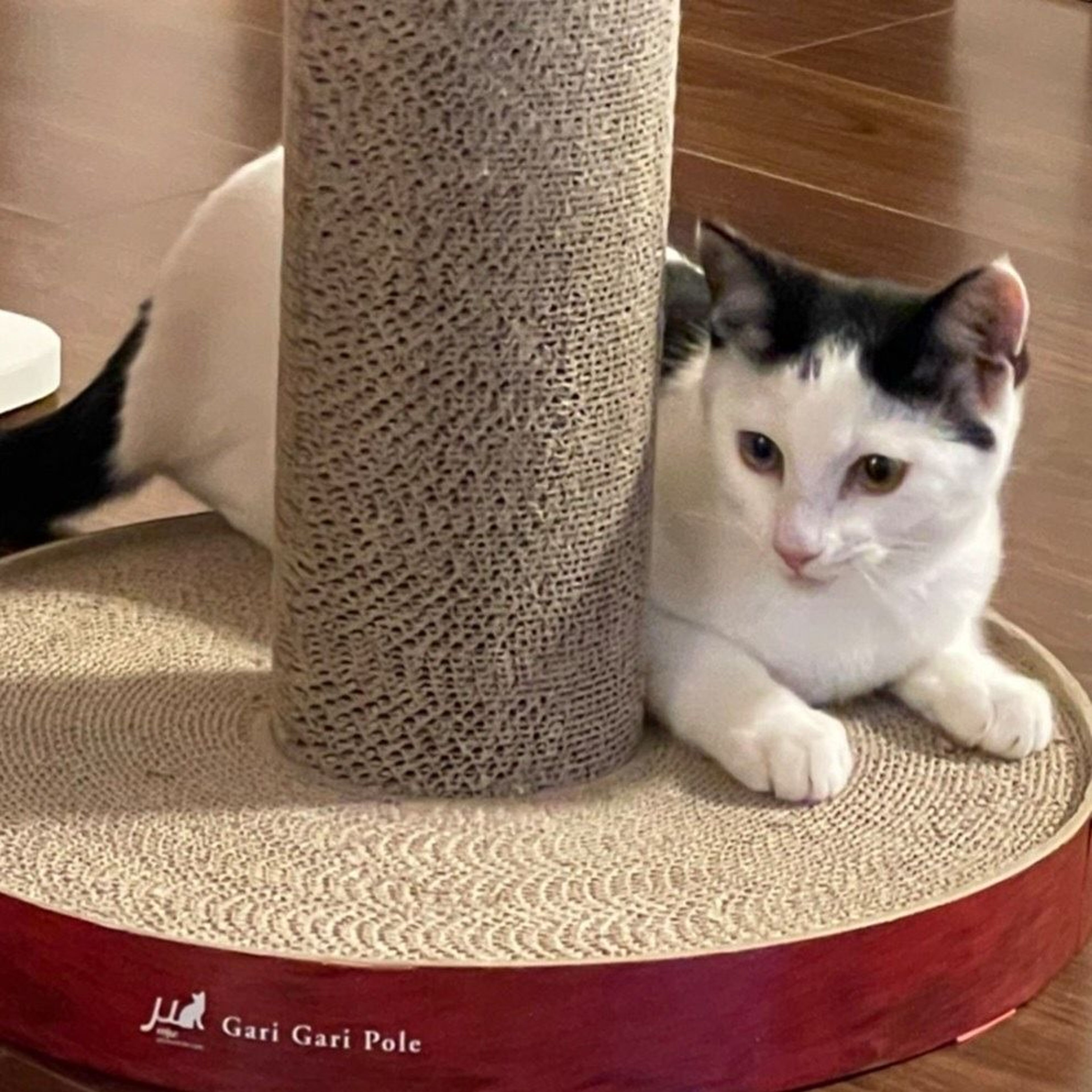 pet-image-4