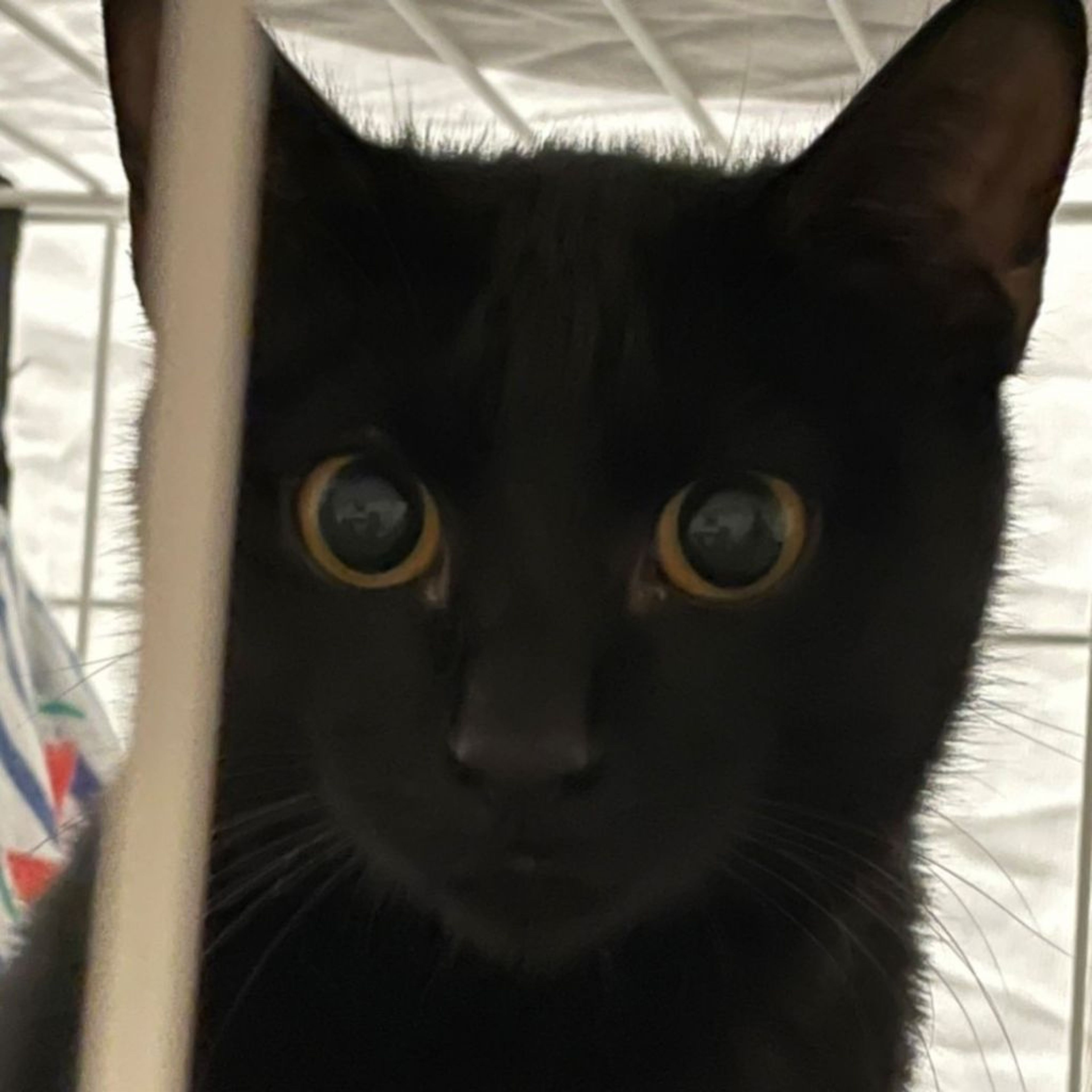 pet-image-5