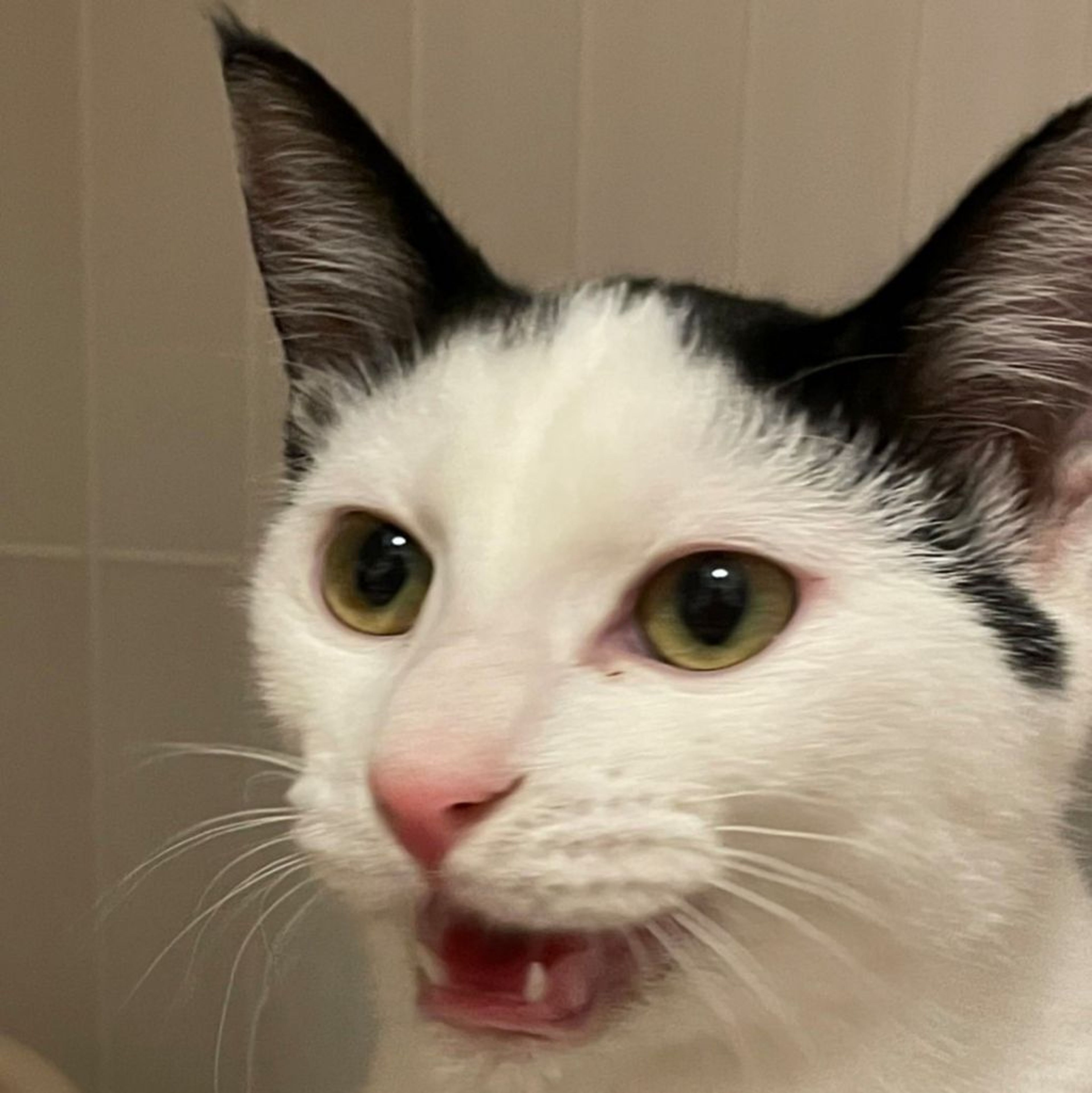pet-image-6