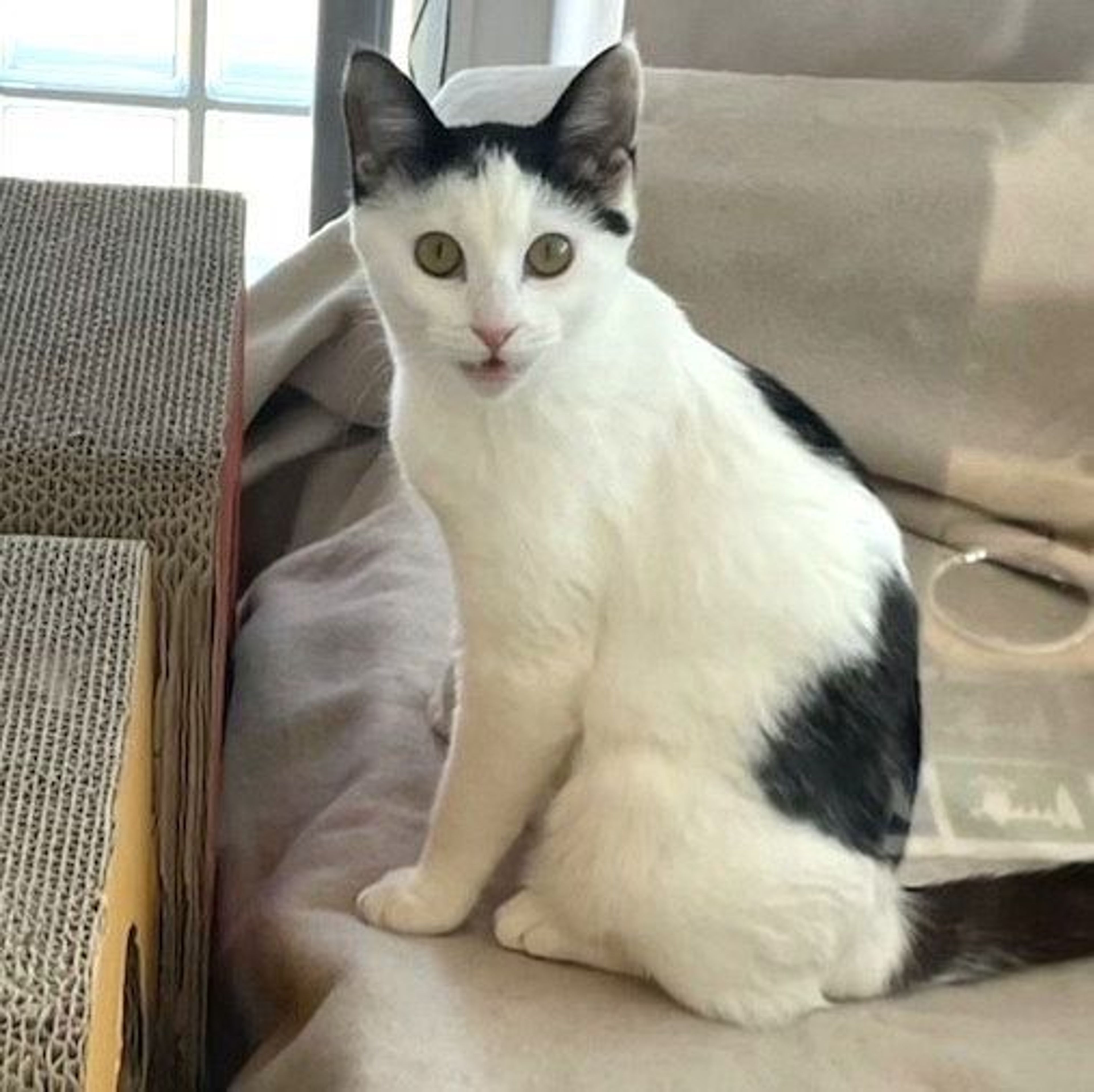 pet-image-7