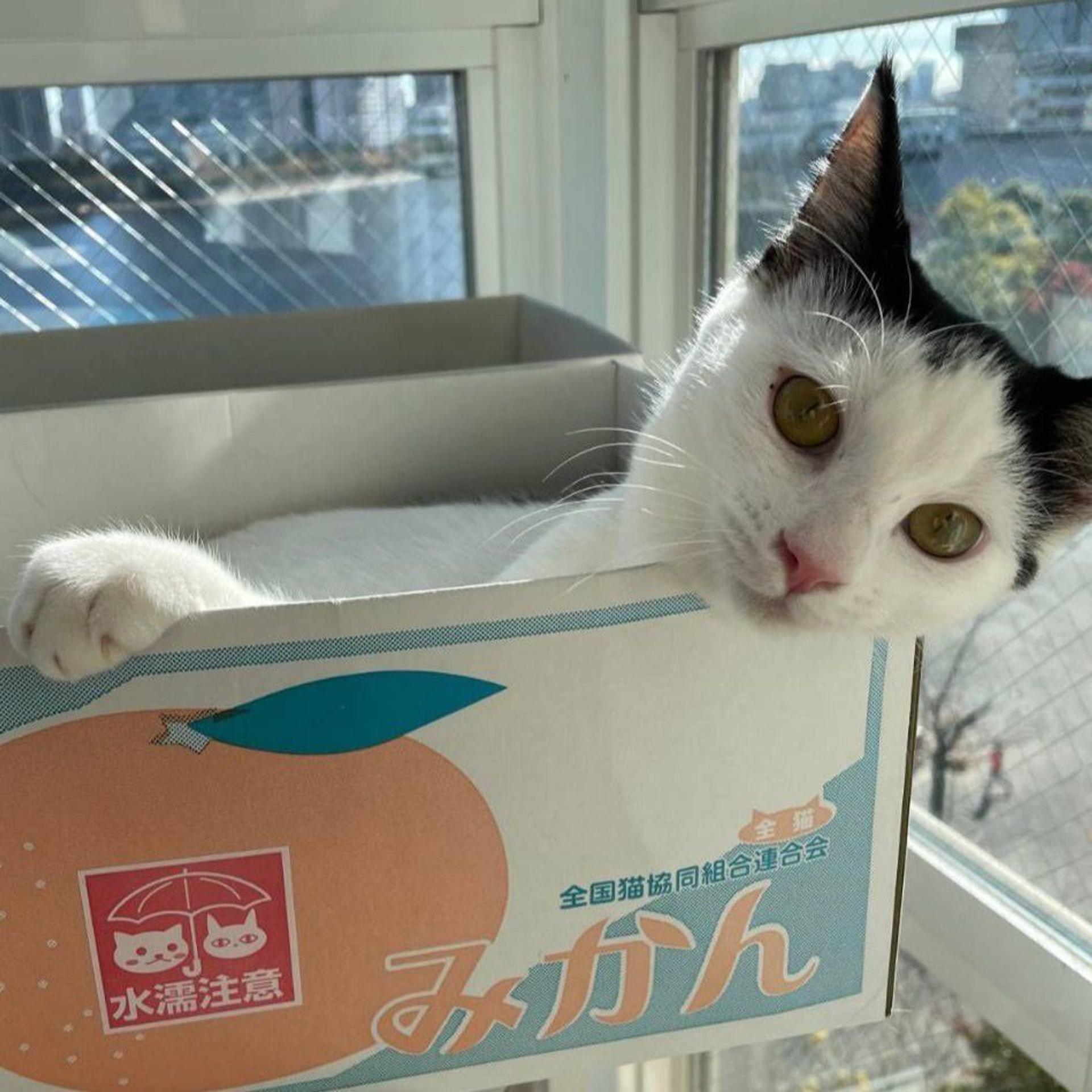 pet-image-8