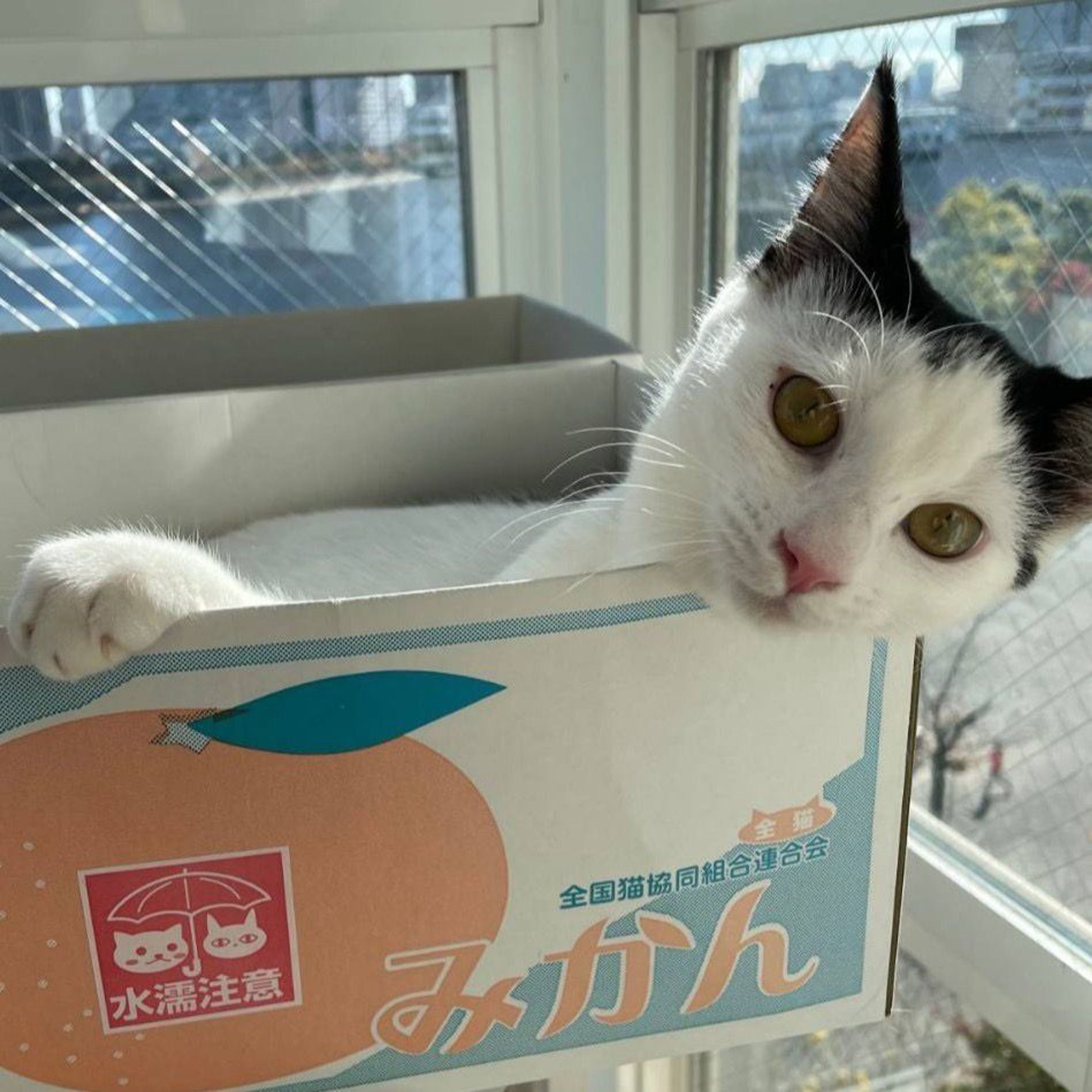 pet-image-8