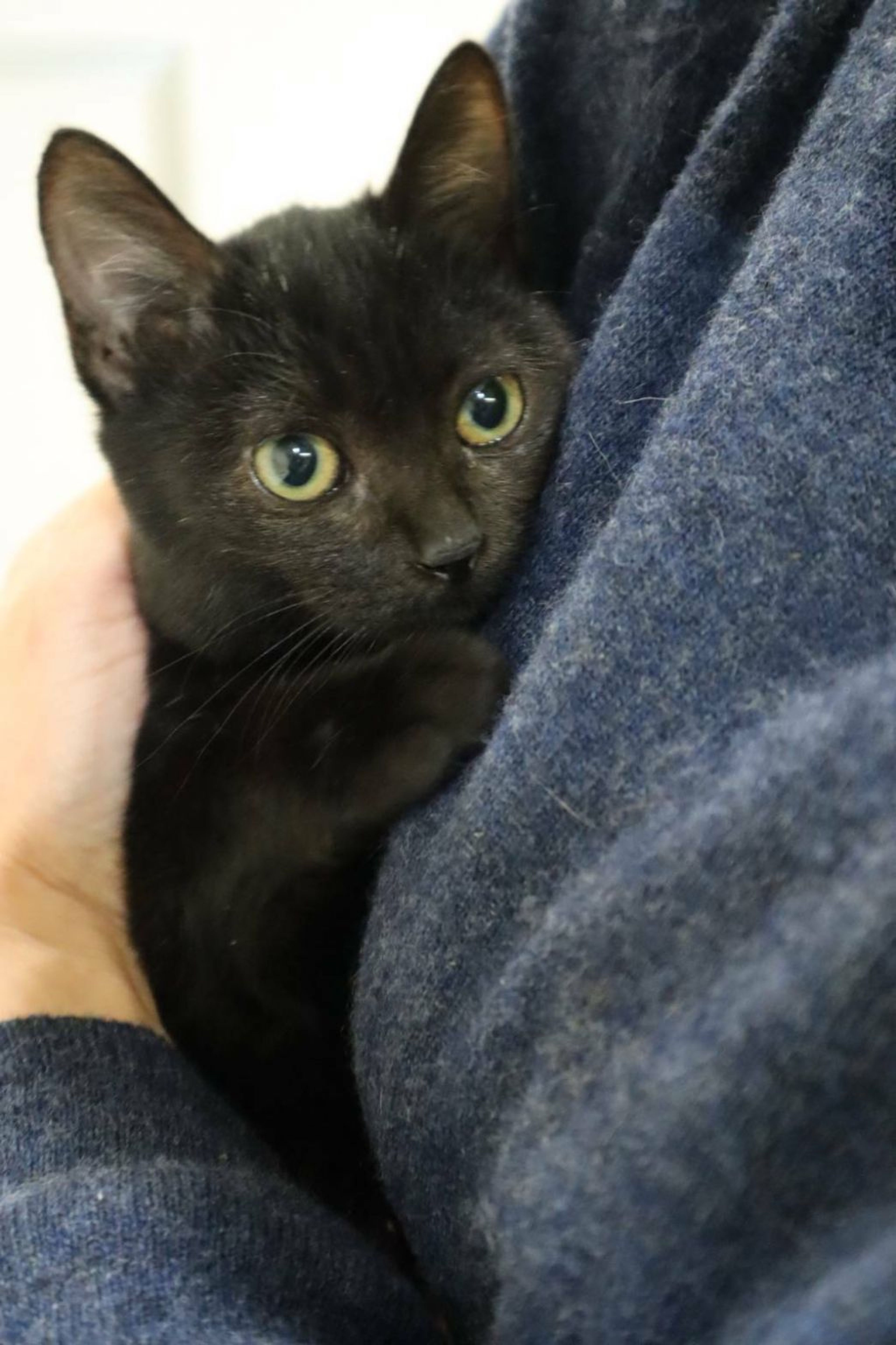 雑種（ミックス猫）・メスの里親募集の写真