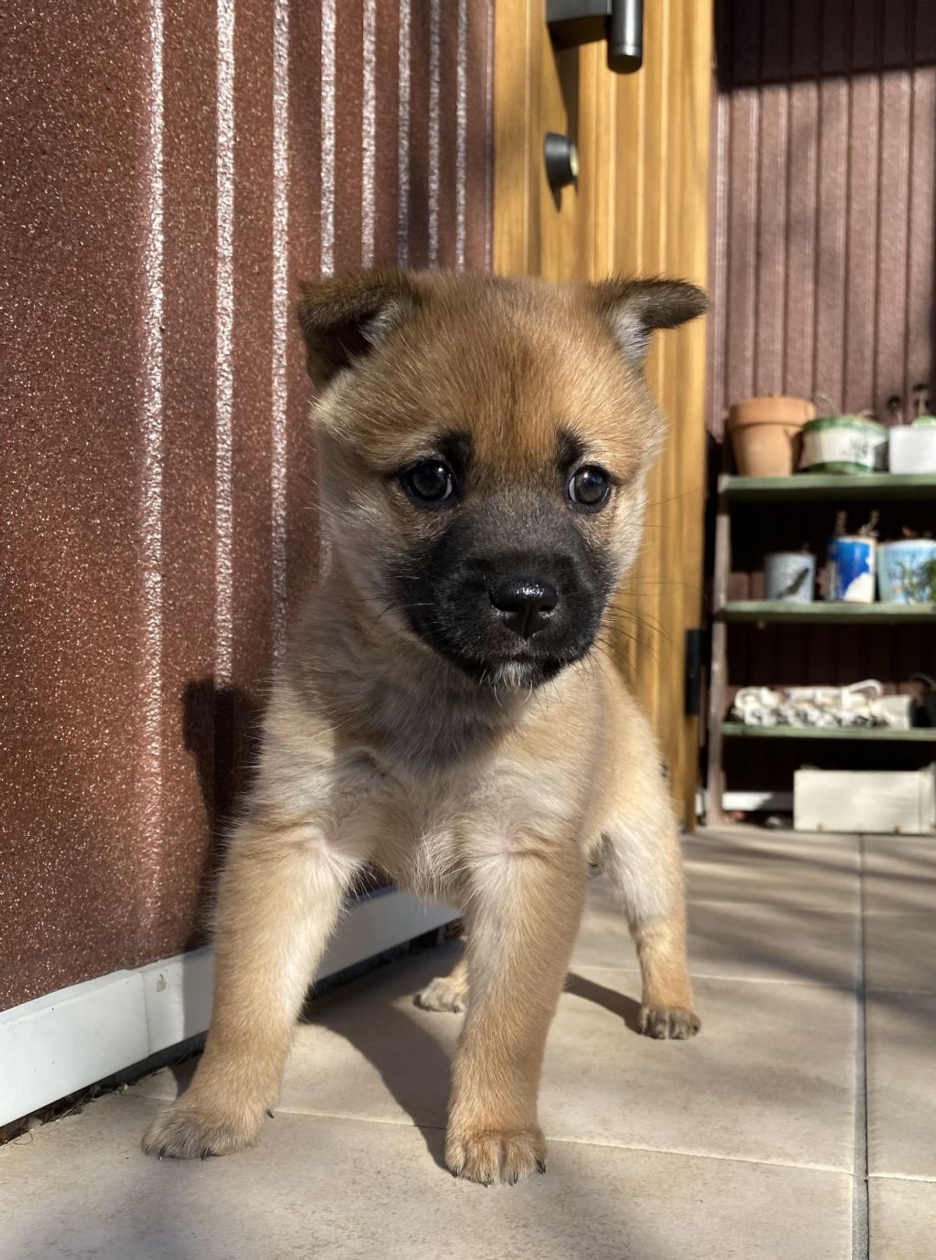 雑種（ミックス犬）・メスの里親募集の写真