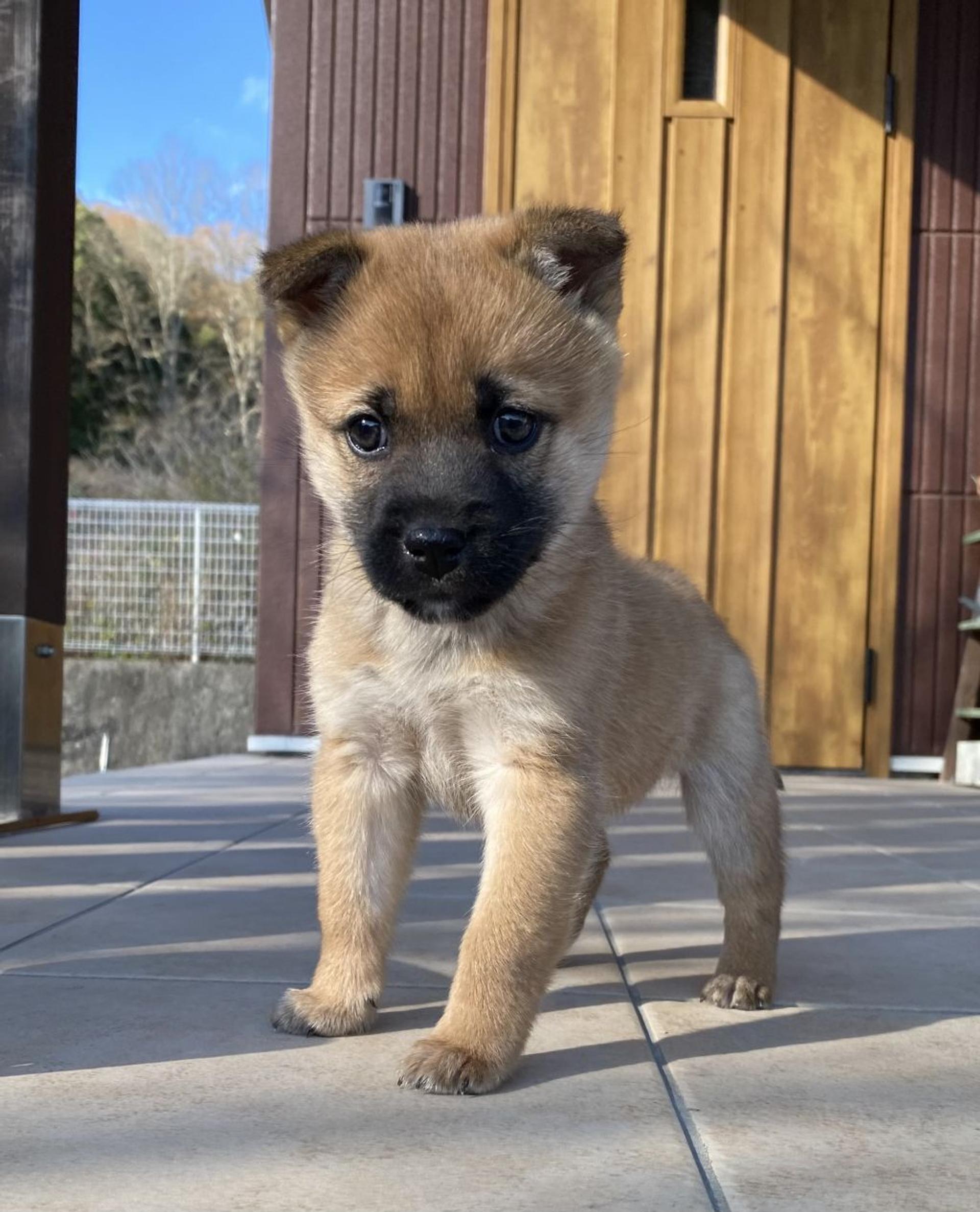 pet-image-2