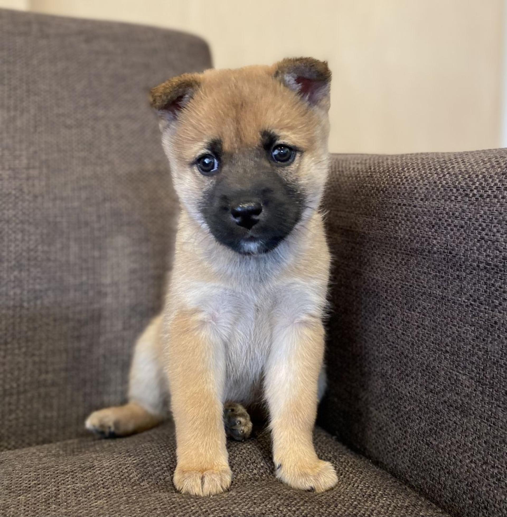 pet-image-4