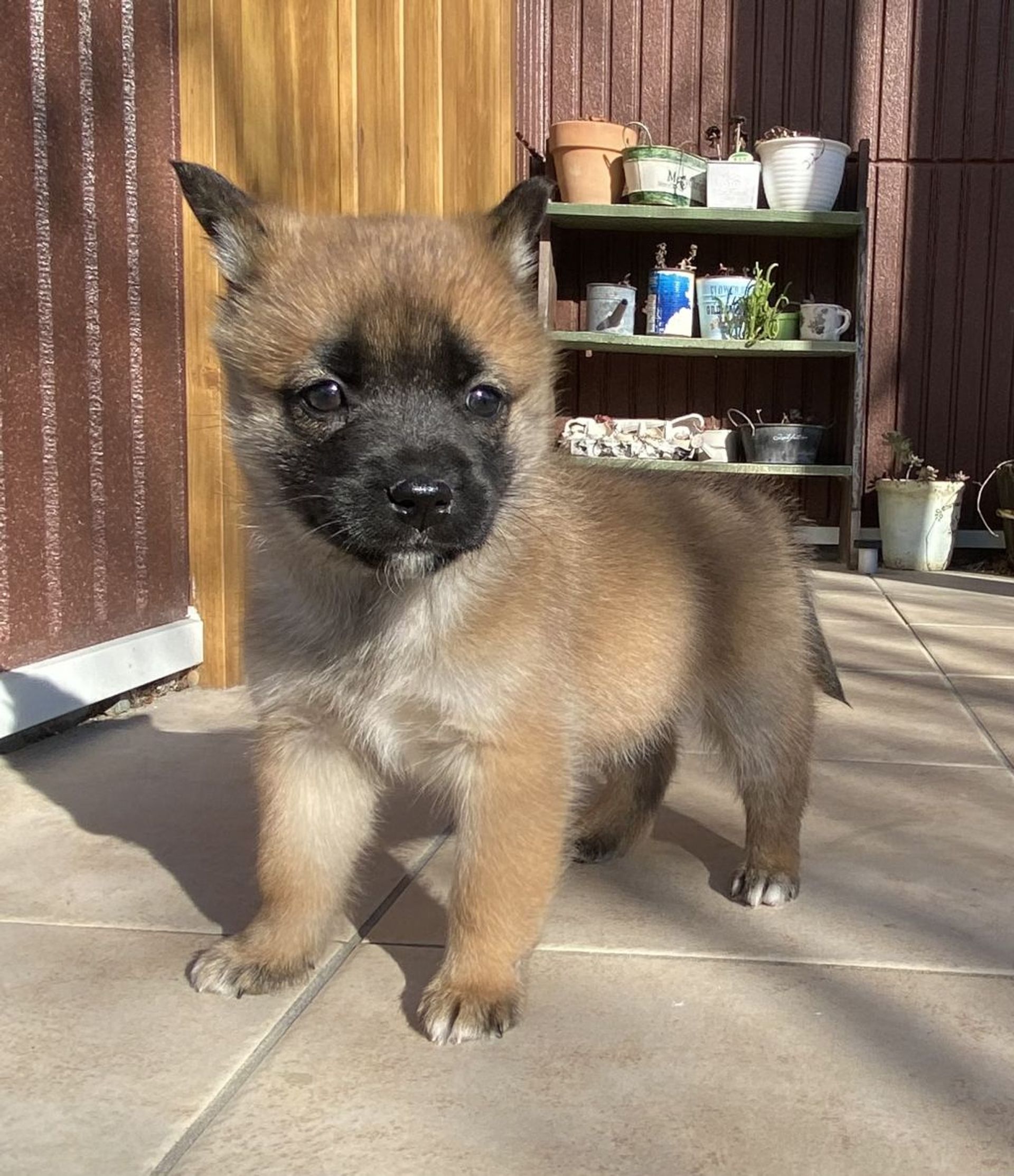 雑種（ミックス犬）・メスの里親募集の写真