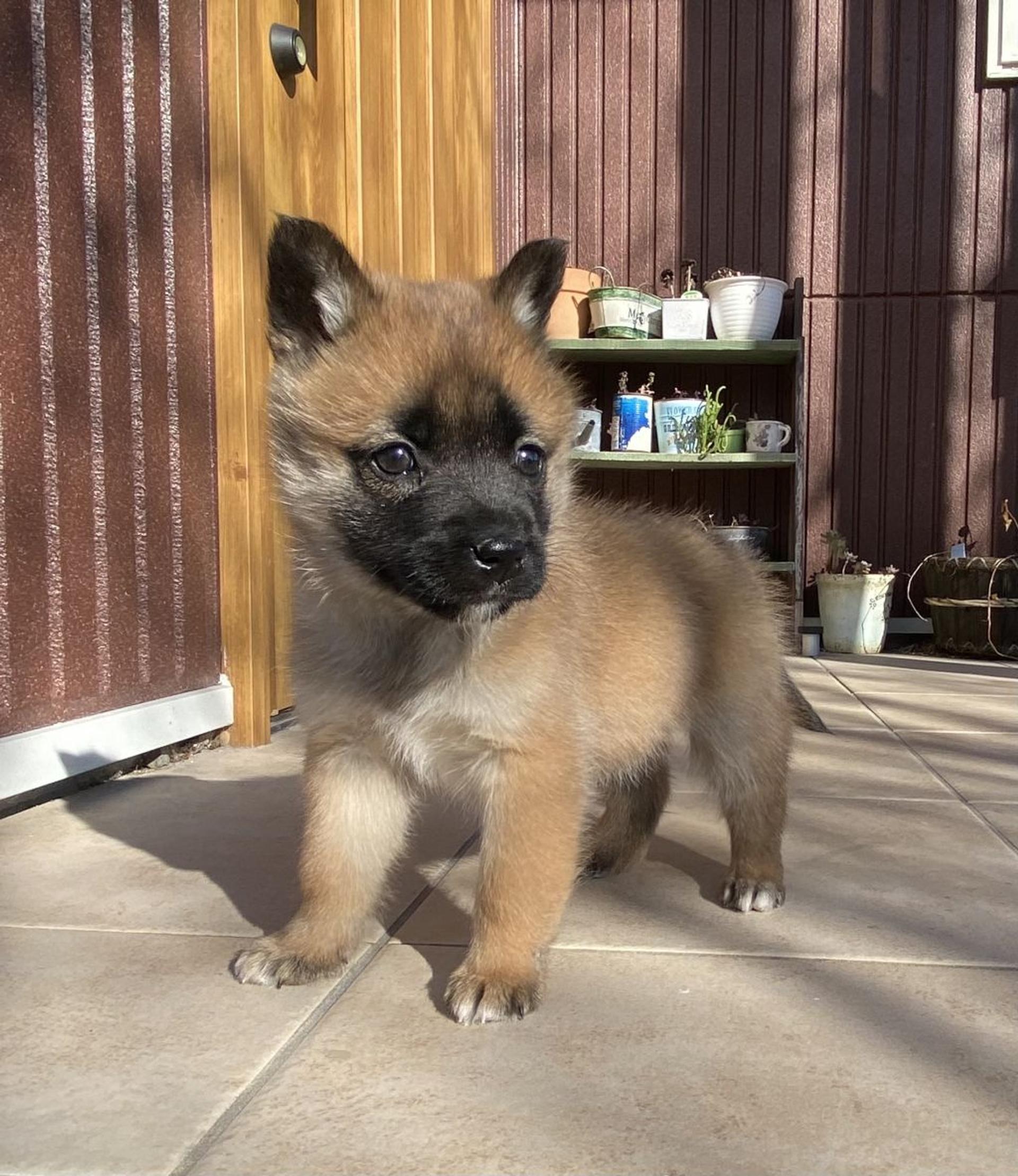 pet-image-2