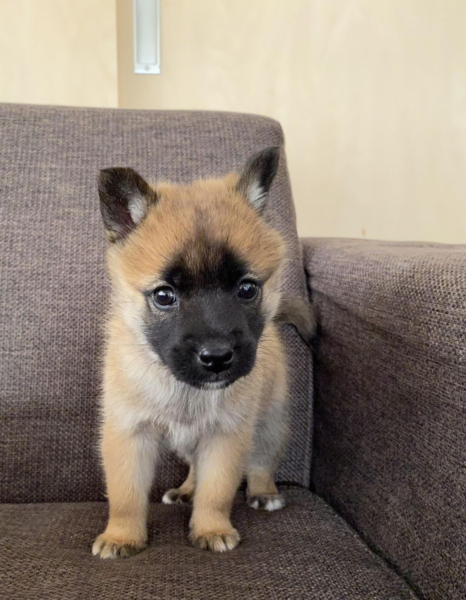 pet-image-4