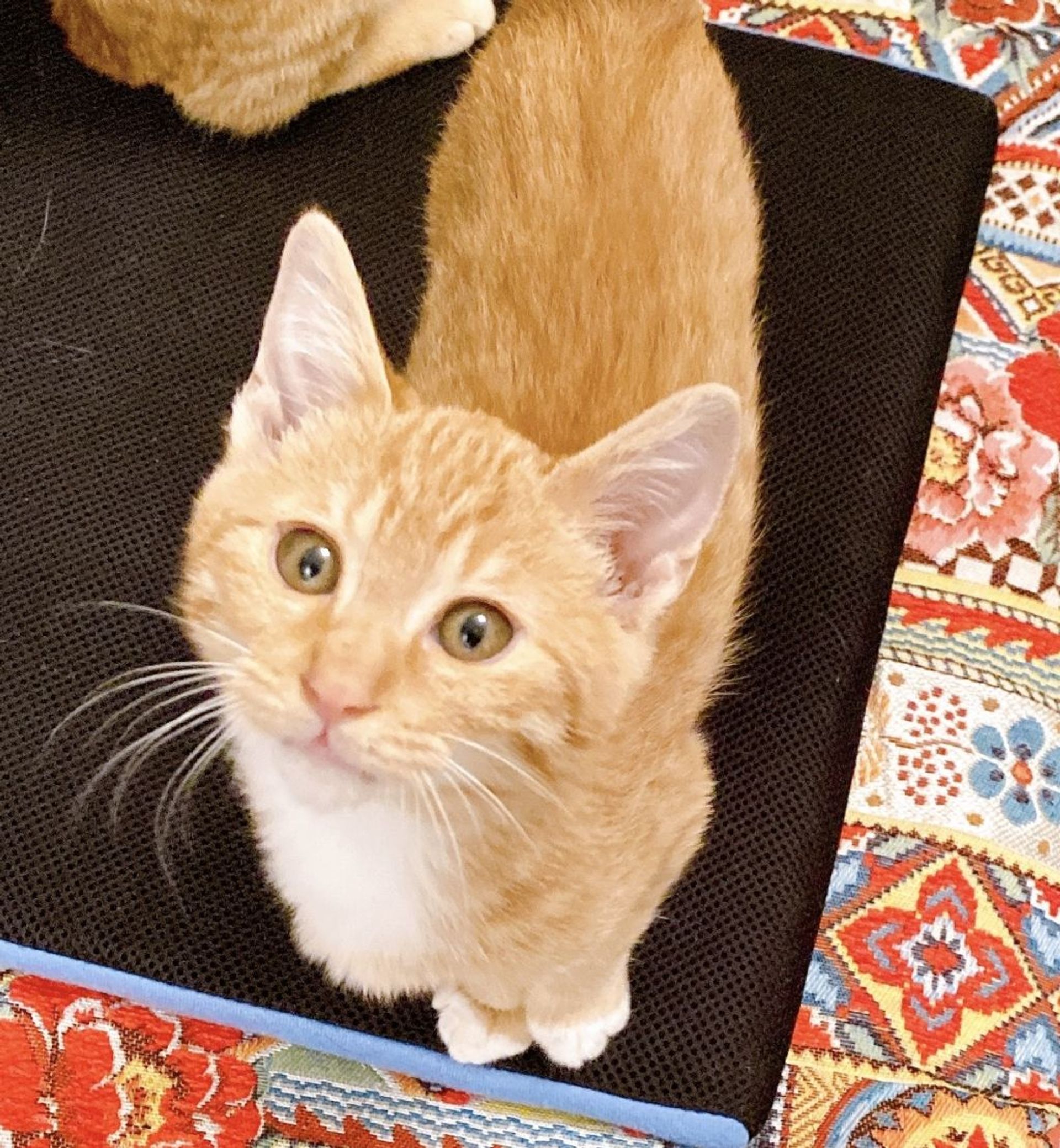 雑種（ミックス猫）・オスの里親募集の写真