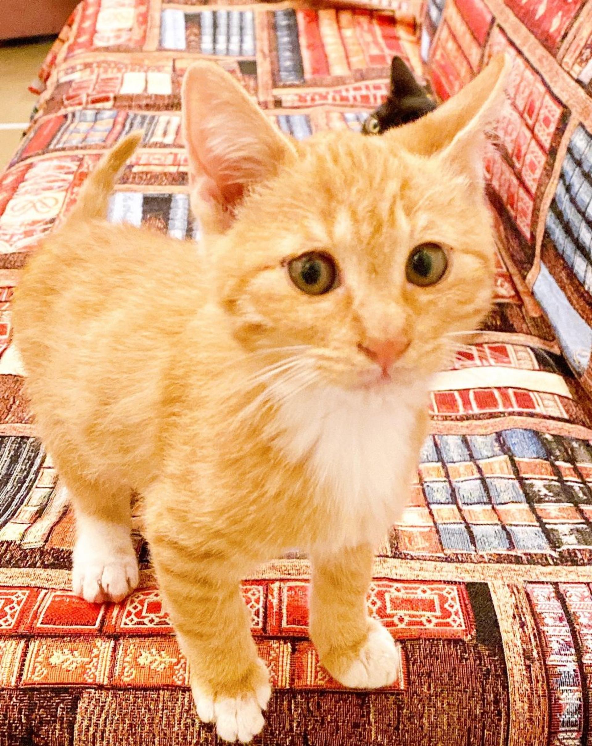 pet-image-4
