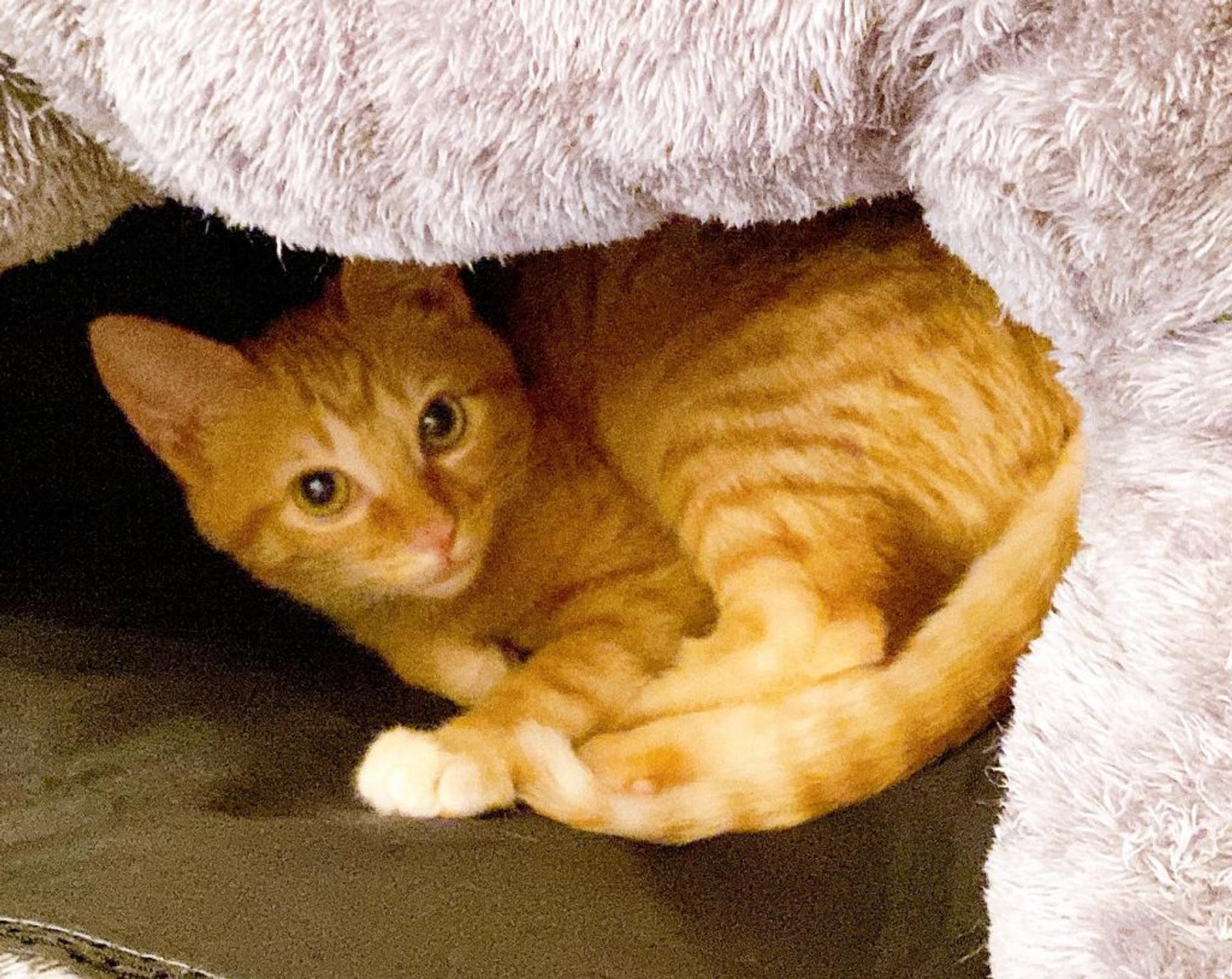 pet-image-7