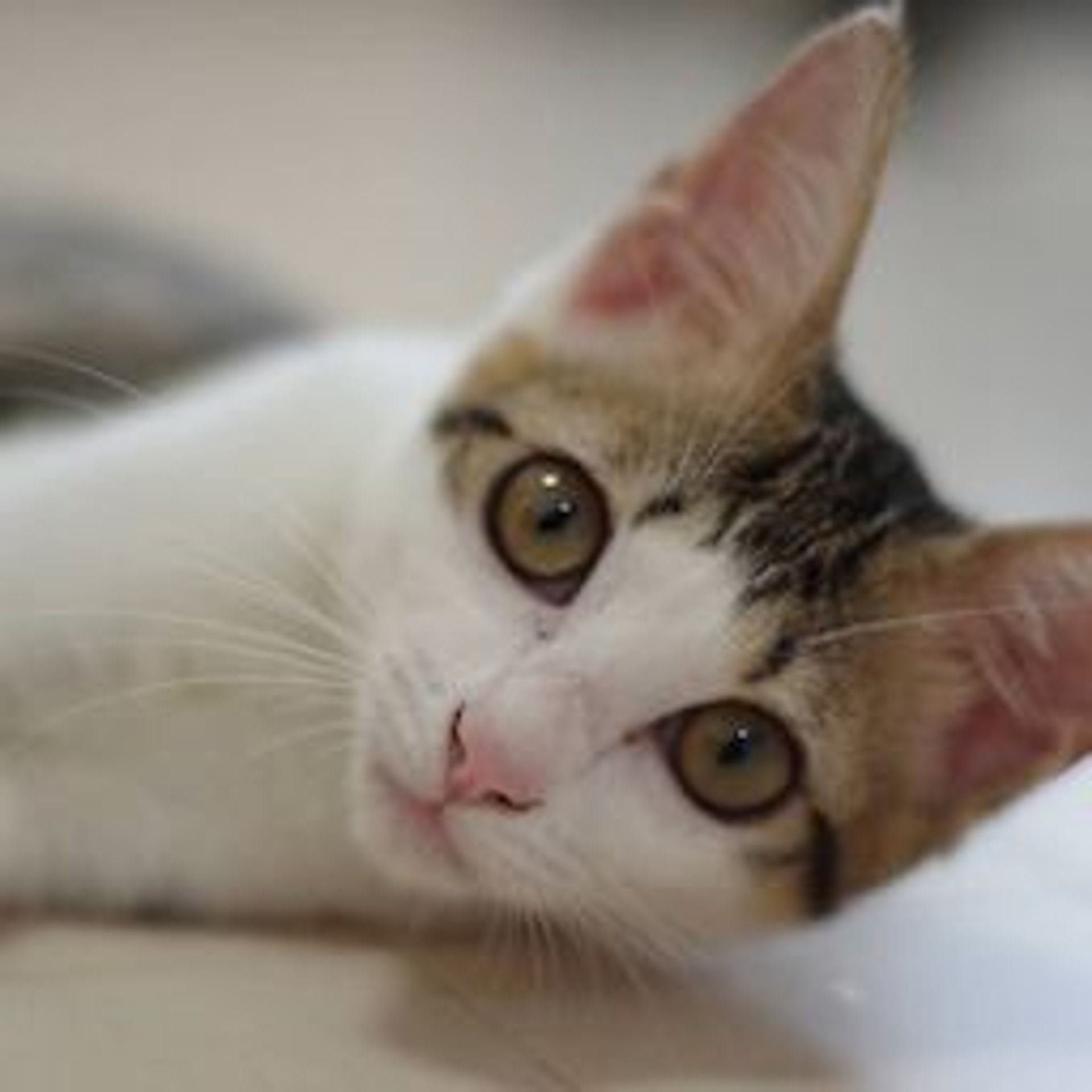 雑種（ミックス猫）・メスの里親募集の写真